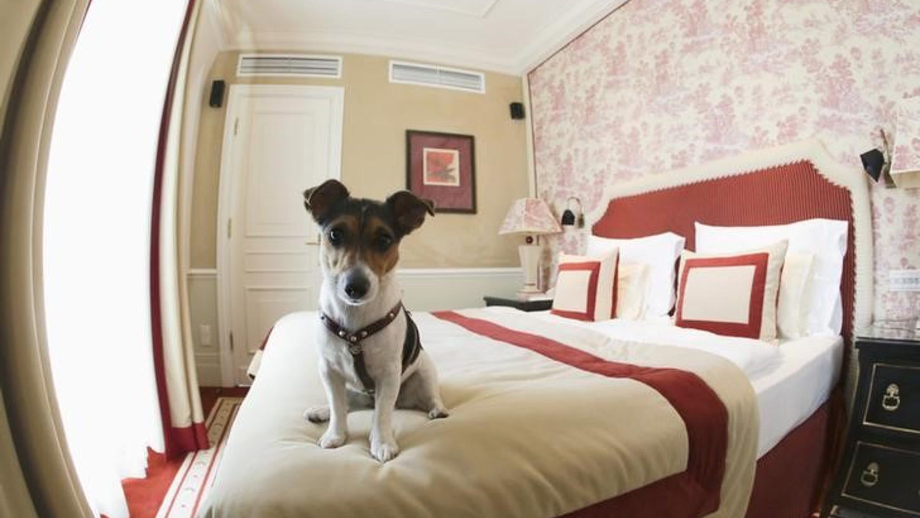 One-and-a-half-year-old Jack Russell Terrier, Ella, sits on a bed at Hotel Sacher in Vienna July 30, 2013. REUTERS/Leonhard Foeger