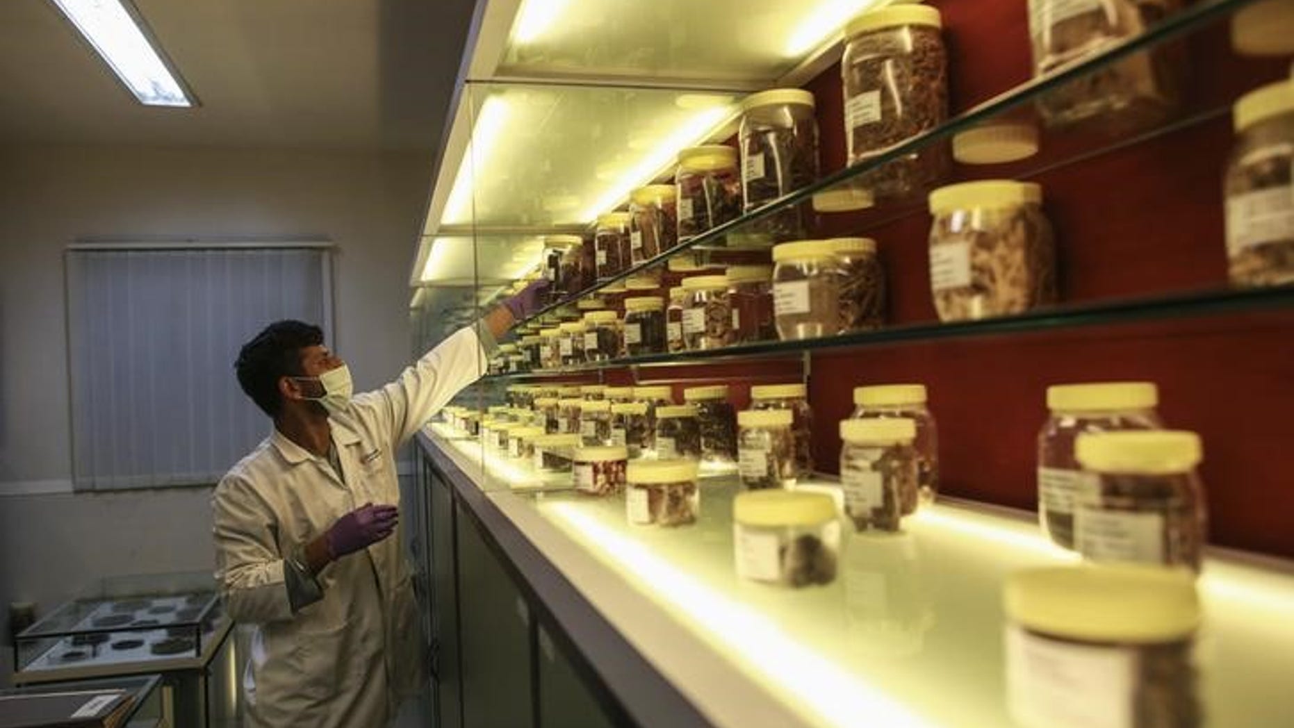 An employee looks for a herbal medicine sample inside a laboratory at Piramal's Research Centre in Mumbai August 11, 2014. REUTERS/Danish Siddiqui