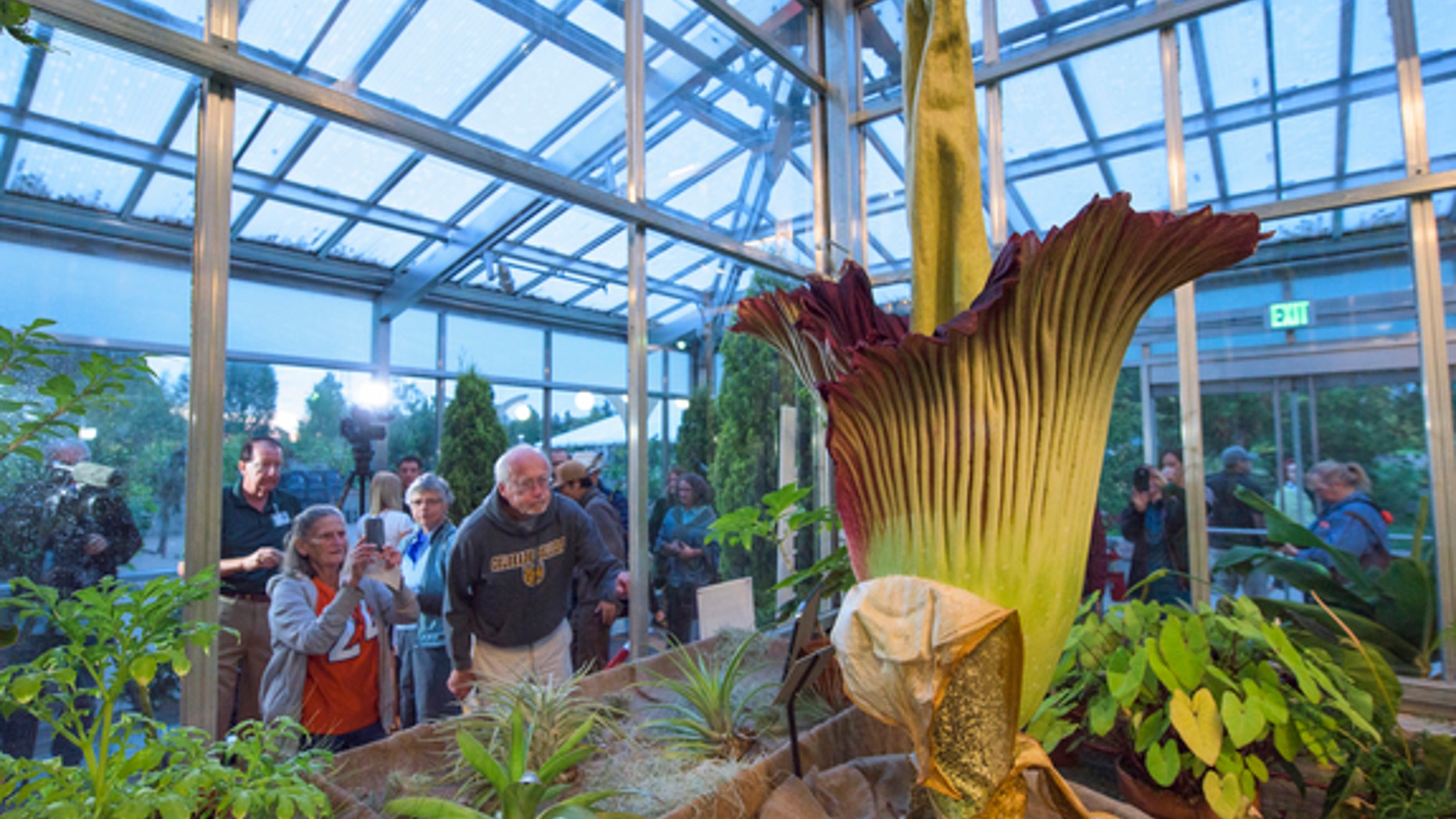 Visitors to the Denver Botanic Gardens take a gander at a giant corpse flower (Amorphophallus titanum) that bloomed August 19. This was the first bloom for the 13-year-old plant, which produces a smell like rotting meat meant to attract flies,