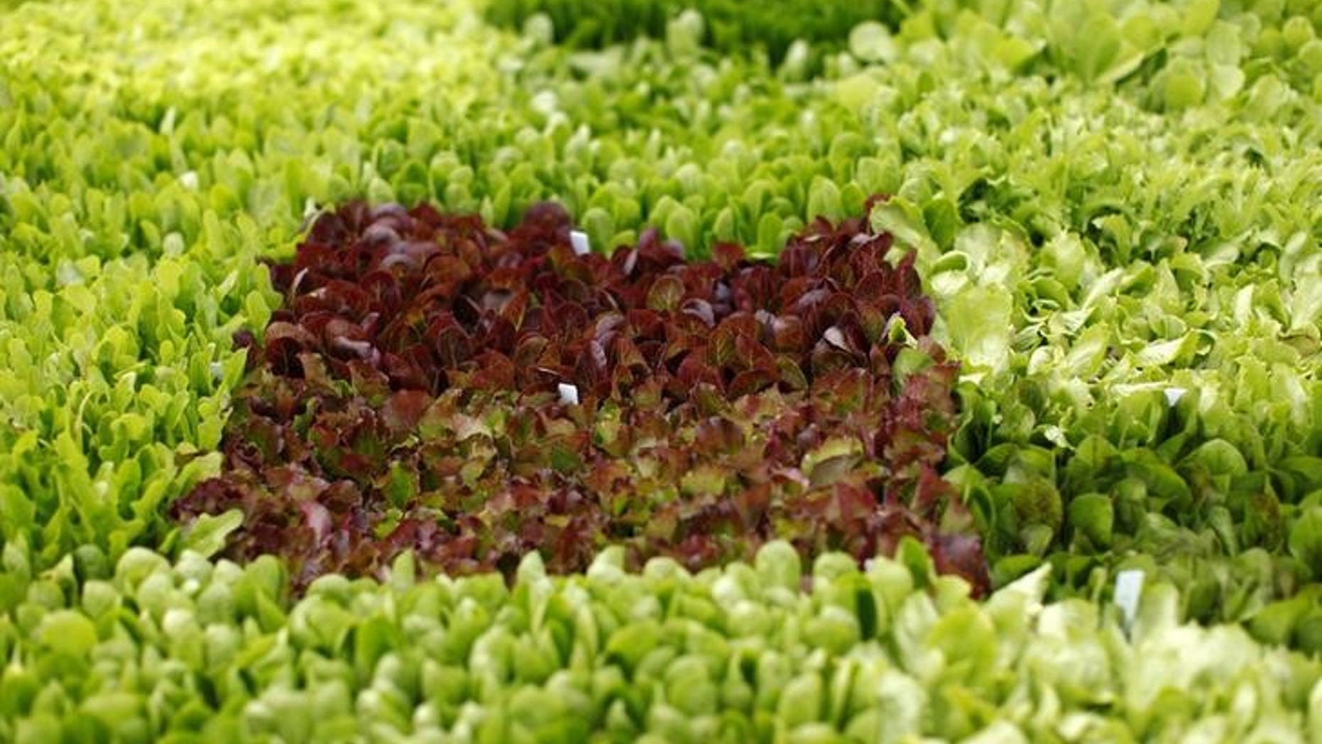 Lettuce transplants grow in a greenhouse on the Chino family farm in Rancho Santa Fe, California April 23, 2013. REUTERS/Mike Blake