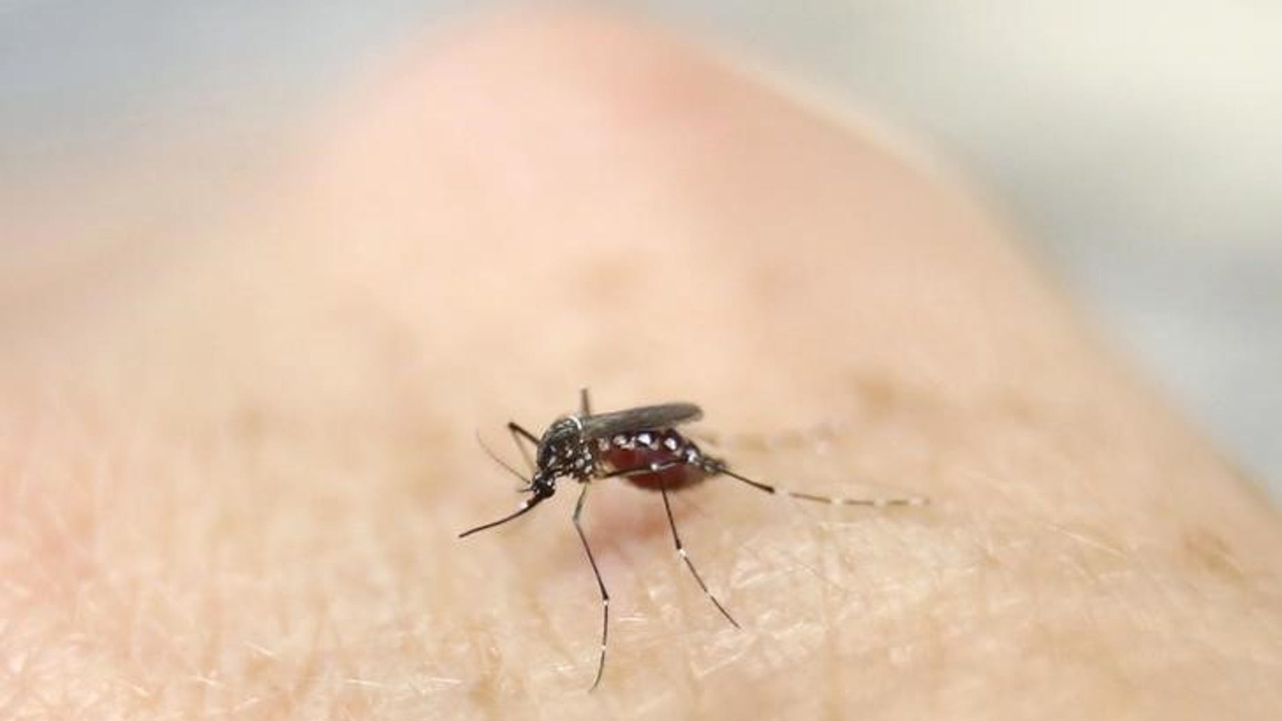 An Aedes aegypti mosquito is seen on human hand in a laboratory of the International Training and Medical Research Training Center (CIDEIM) in Cali, Colombia January 28, 2016 REUTERS/Jaime Saldarriaga