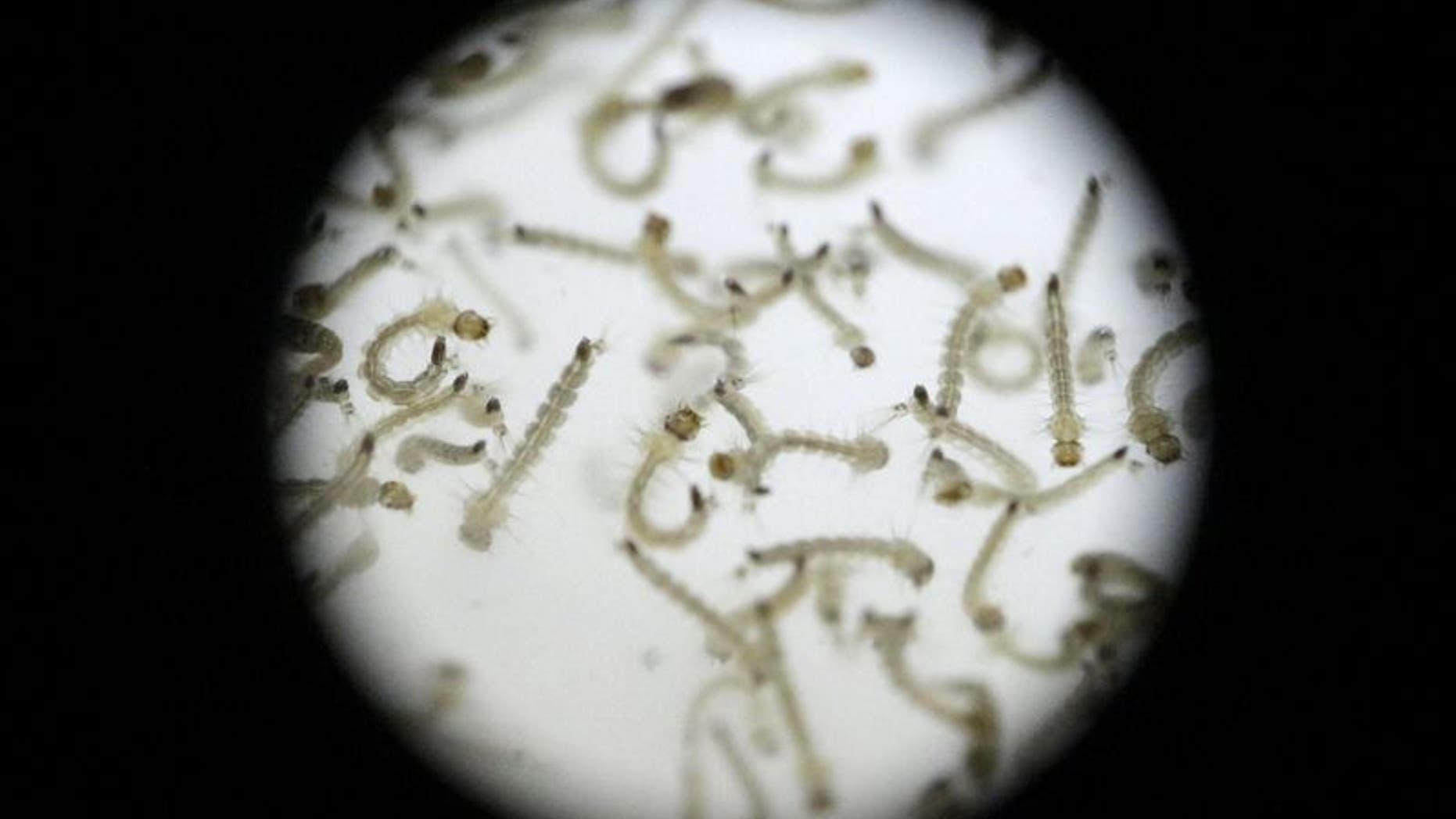 Larvae of Aedes aegypti mosquito is seen in a research area to help prevent the spread of Zika virus and other mosquito-borne diseases, at the entomology department of the Minister of Public Health, in Guatemala City, Guatemala January 28, 2016. REUTERS/Josue Decavele