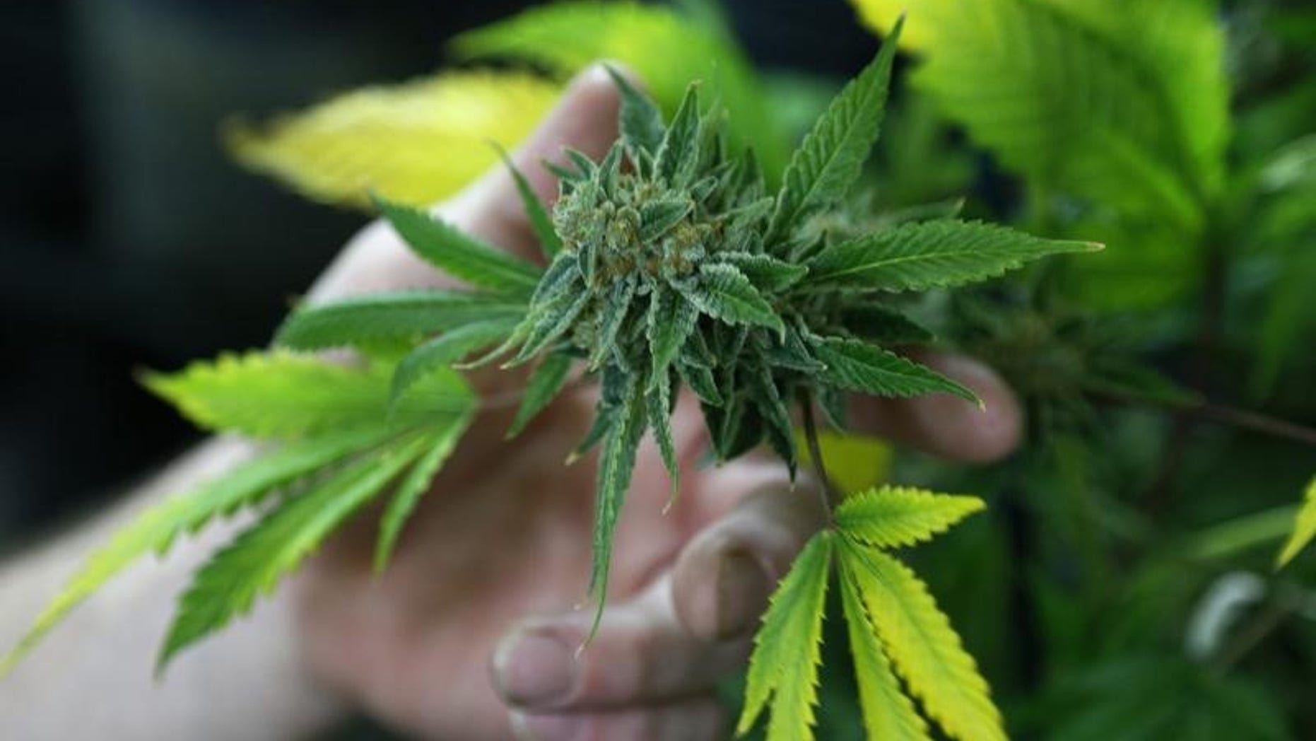 A fully budded marijuana plant ready for trimming is seen at the Botanacare marijuana store ahead of their grand opening on New Year's day in Northglenn, Colorado