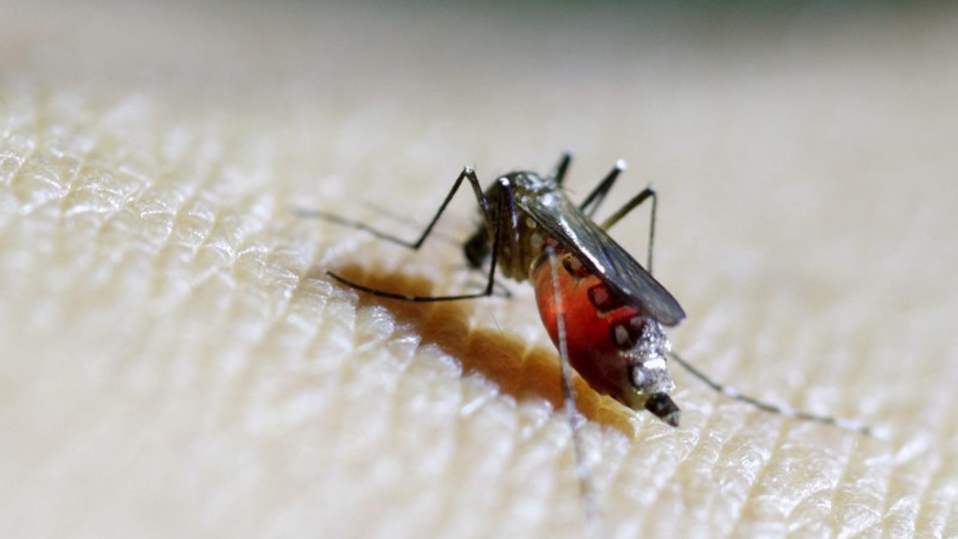 Female Aedes aegypti mosquito is seen on a health technician in Guatemala City
