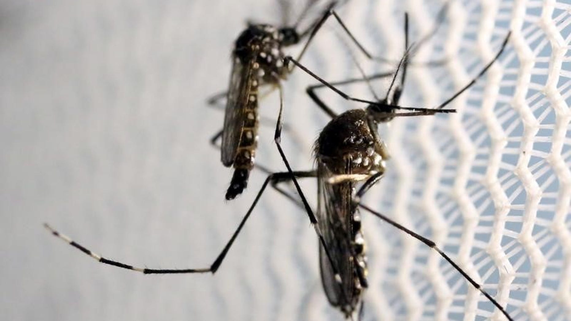 Aedes aegypti mosquitoes are seen inside Oxitec laboratory in Campinas, Brazil