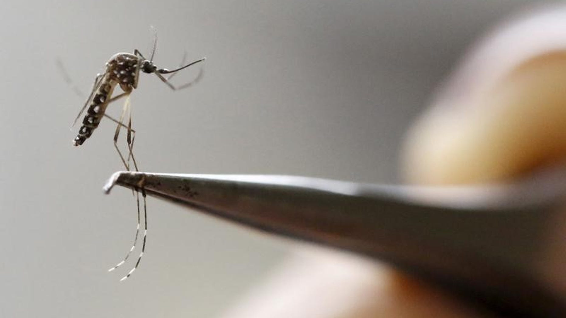 An Aedes Aegypti mosquito is seen in a lab of the International Training and Medical Research Training Center (CIDEIM) in Cali, Colombia