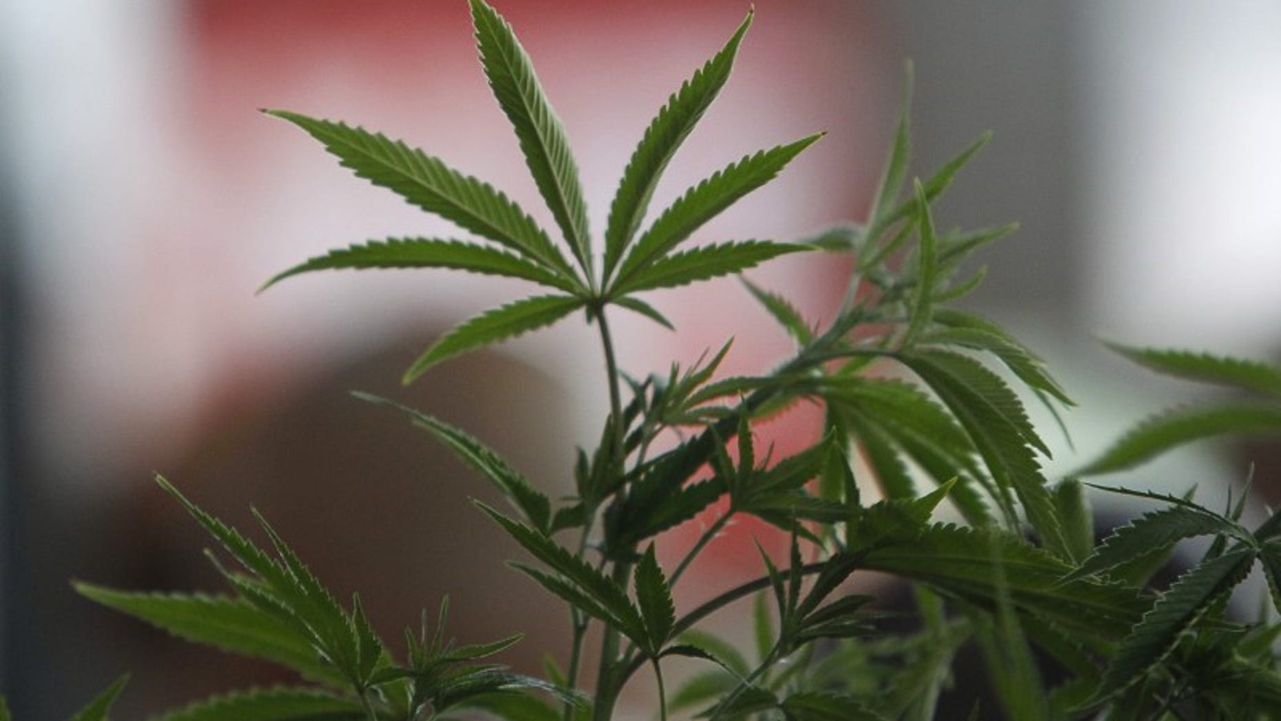 A Cannabis plant is pictured at the "Weed the People" event as enthusiasts gather to celebrate the legalization of the recreational use of marijuana in Portland, Oregon