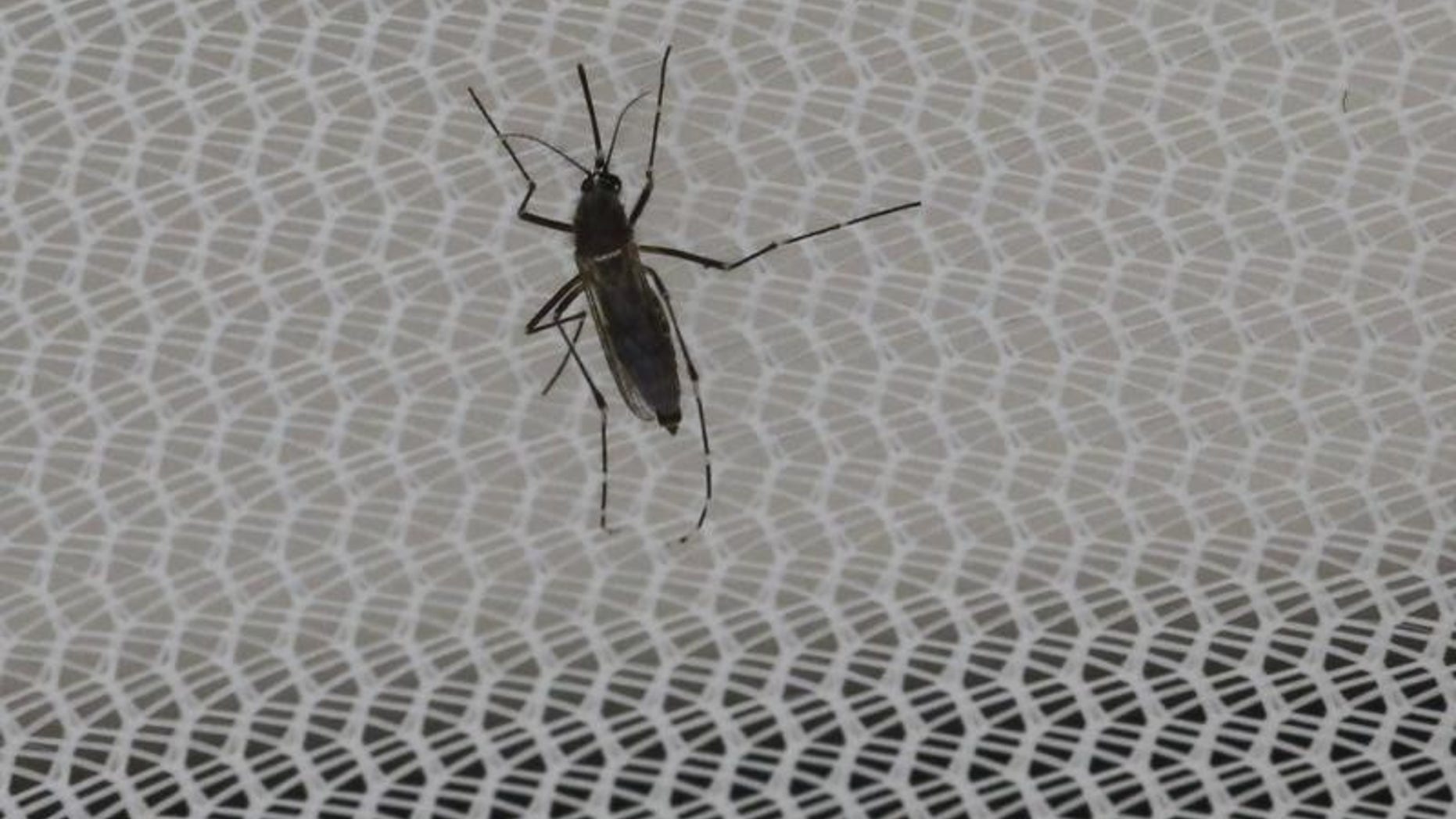An Aedes aegypti mosquitoe is seen inside the IAEA laboratory in Seibersdorf