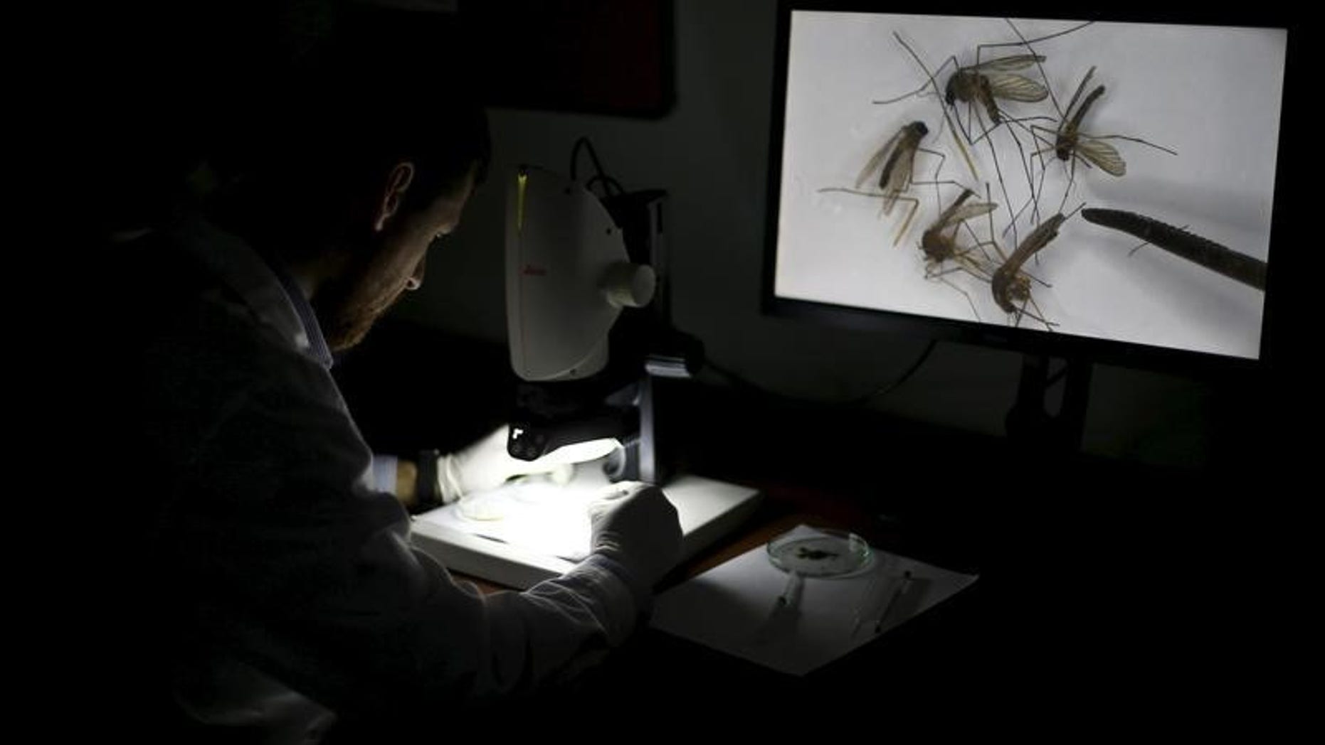 A worker uses an electronic microscope to observe mosquitoes at a laboratory where biochemists are developing a possible Zika-repellent clothes detergent additive in Santiago