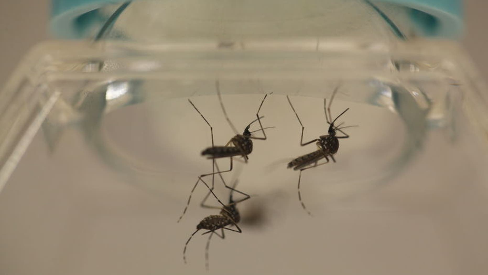 Aedes aegypti mosquitoes are seen at the Laboratory of Entomology and Ecology of the Dengue Branch of the U.S. Centers for Disease Control and Prevention in San Juan