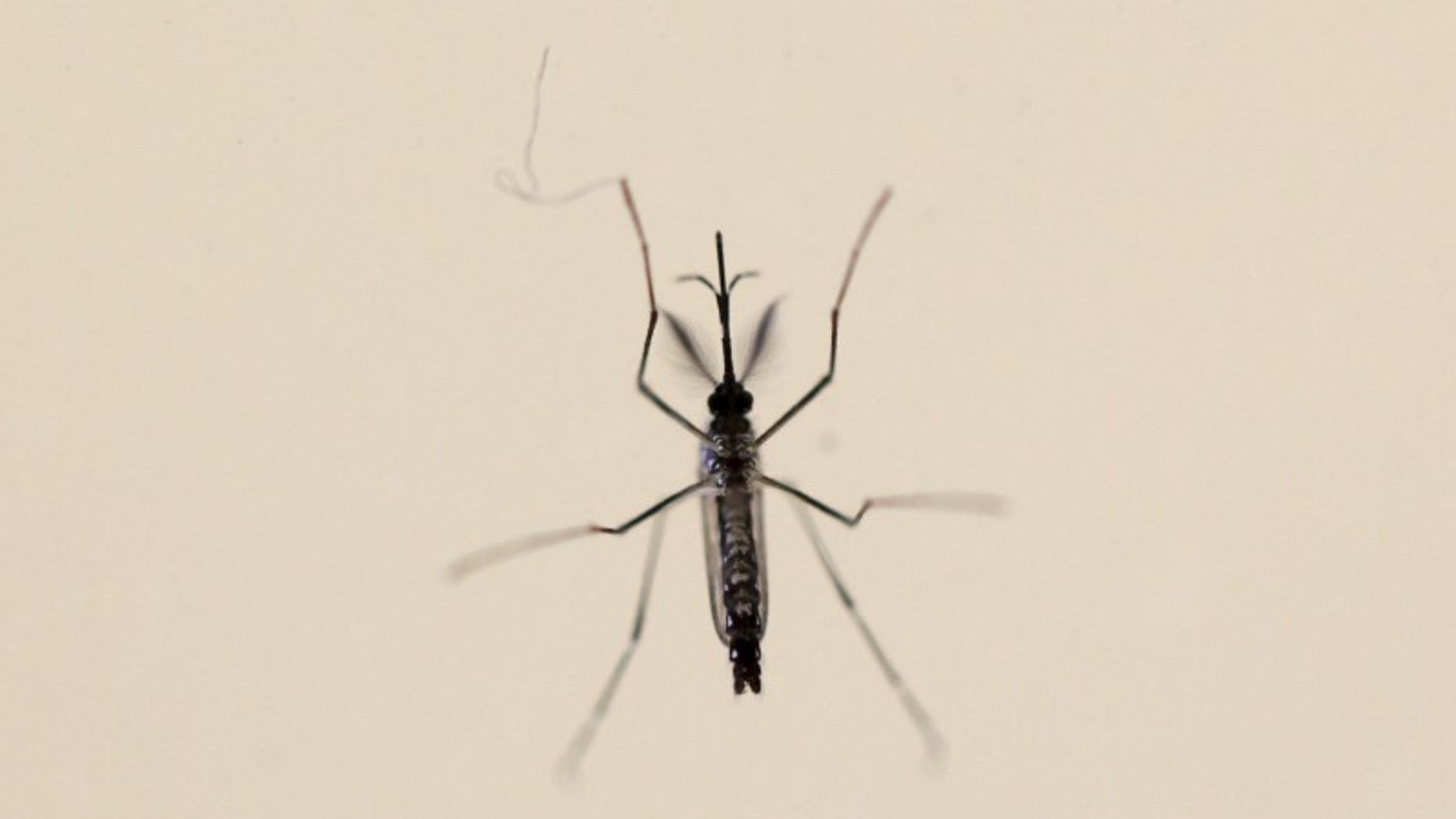 File photo shows an Aedes aegypti mosquitoe at the Laboratory of Entomology and Ecology of the Dengue Branch of the U.S. Centers for Disease Control and Prevention in San Juan, Puerto Rico