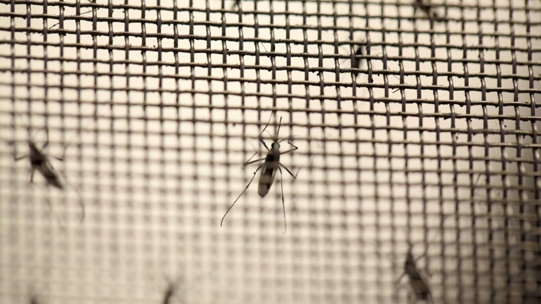 Aedes aegypti mosquitoes are seen at the Laboratory of Entomology and Ecology of the Dengue Branch of the U.S. Centers for Disease Control and Prevention in San Juan