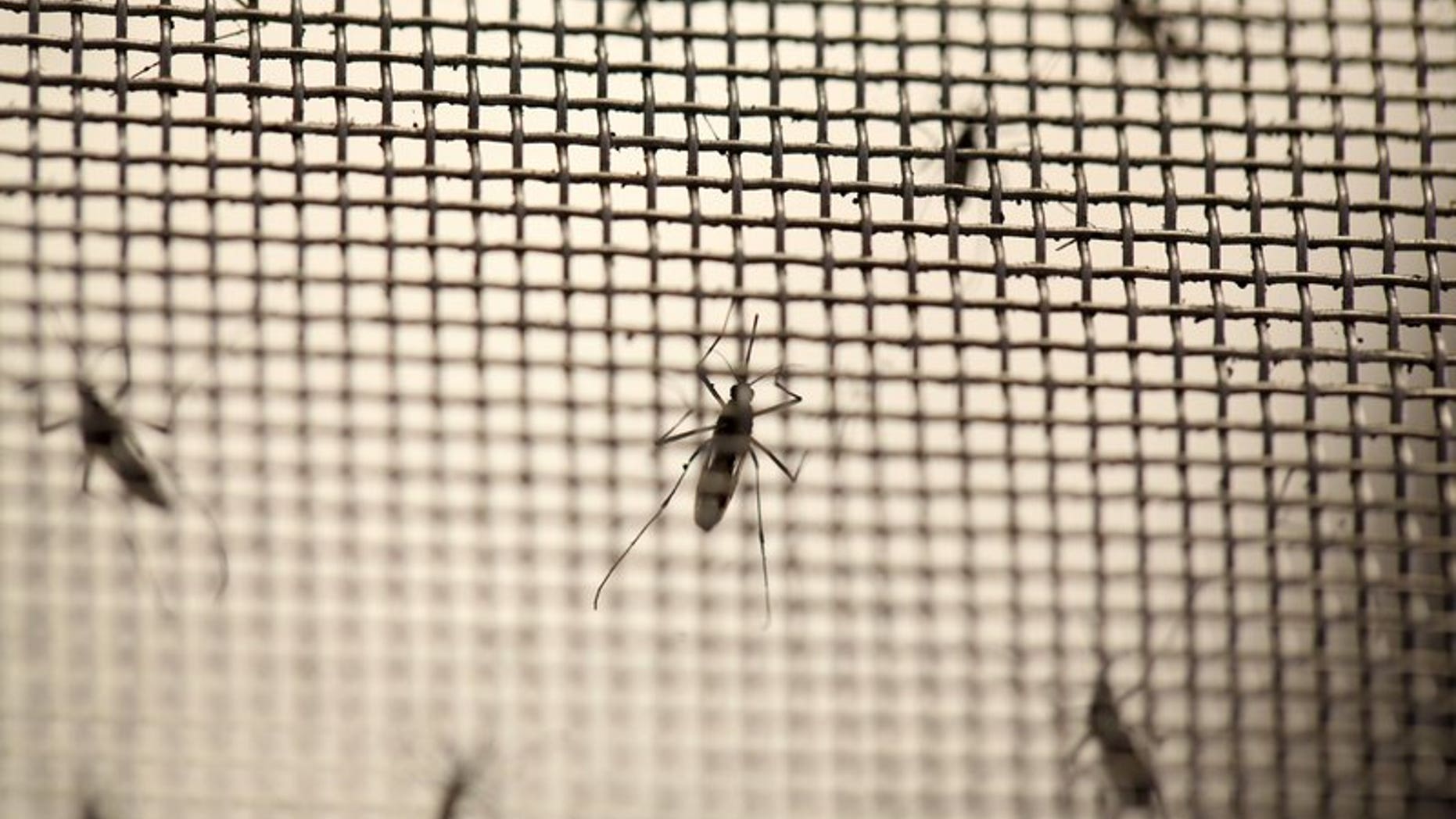 Aedes aegypti mosquitoes are seen at the Laboratory of Entomology and Ecology of the Dengue Branch of the U.S. Centers for Disease Control and Prevention in San Juan