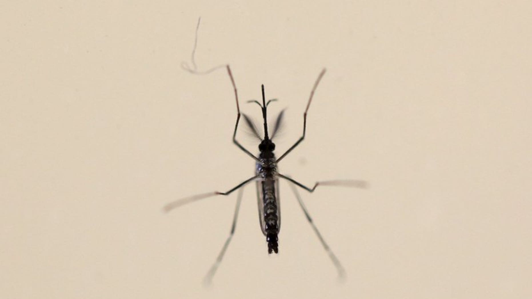 An Aedes aegypti mosquitoe is seen at the Laboratory of Entomology and Ecology of the Dengue Branch of the U.S. Centers for Disease Control and Prevention in San Juan