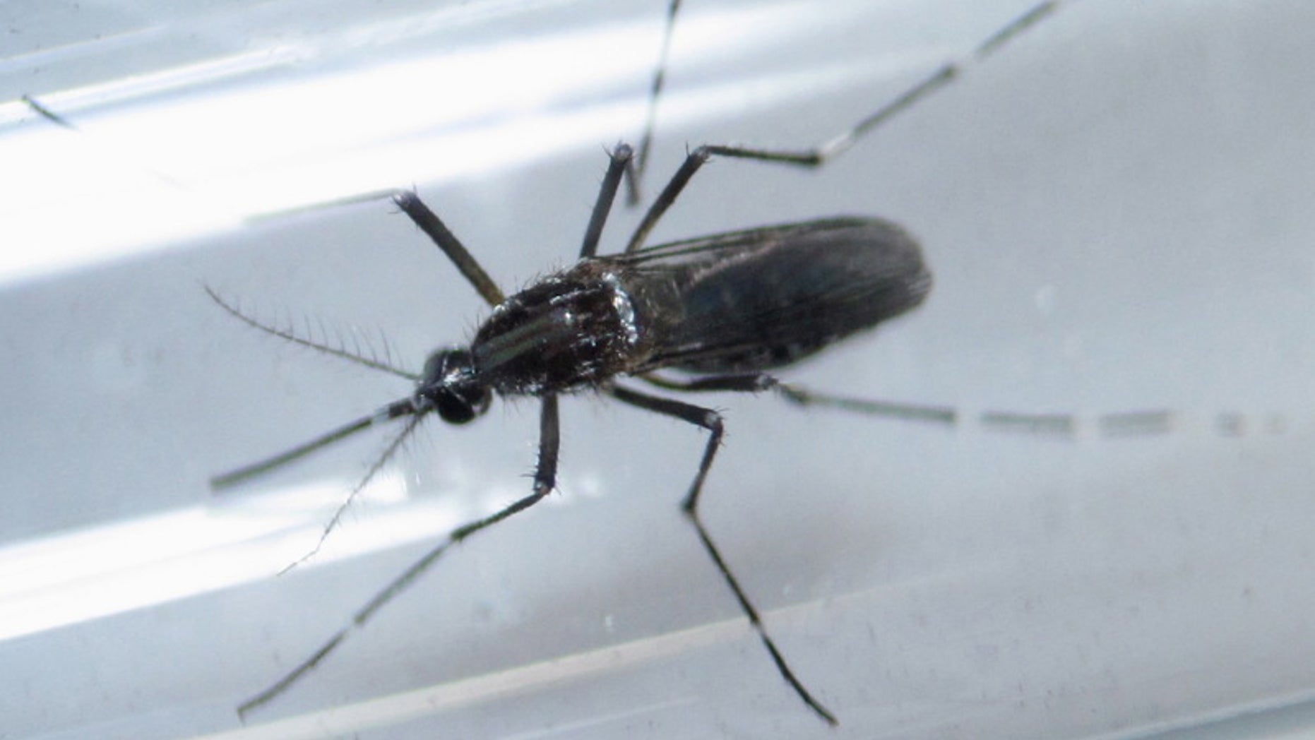File photo shows an Aedes aegypti mosquito inside a test tube as part of a research on preventing the spread of the Zika virus and other mosquito-borne diseases at a control and prevention center in Guadalupe, neighbouring Monterrey