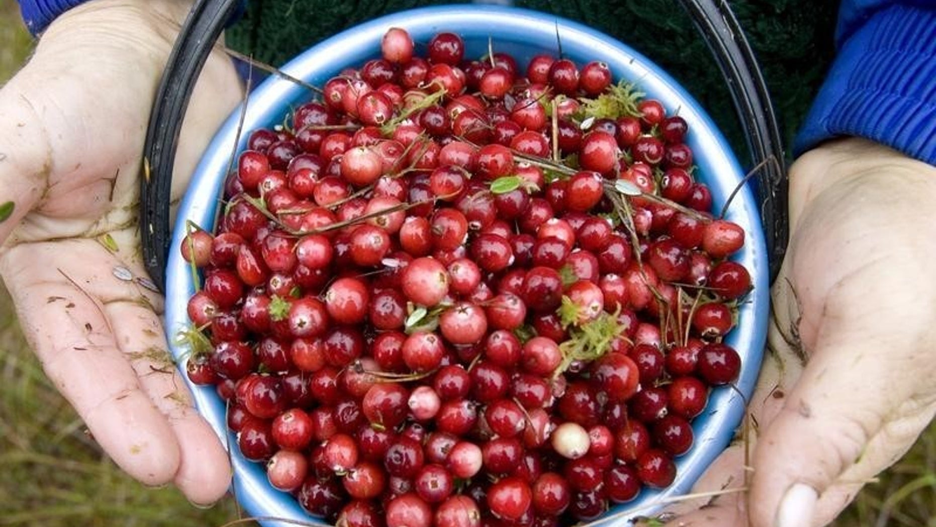 A Belarussian woman holds a bucket with cranberries in a marsh near the village of Borki