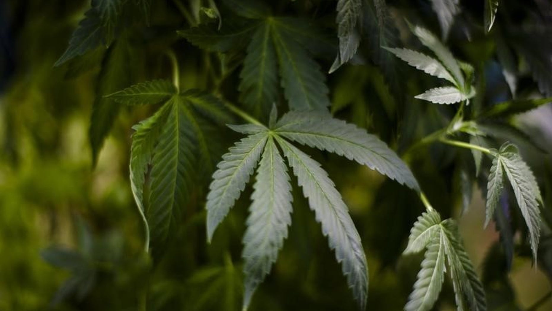 A marijuana plant is seen at the The Global Marijuana March in Toronto