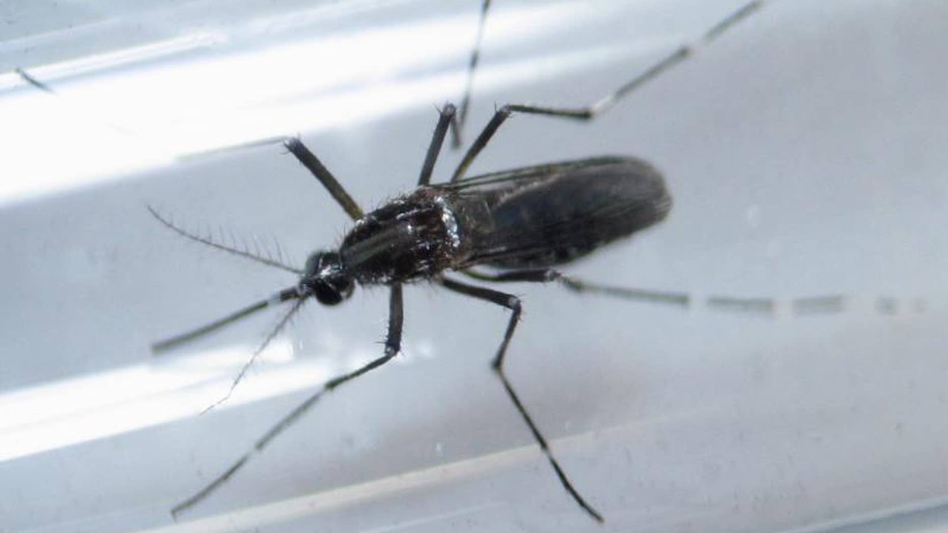 File photo shows an Aedes aegypti mosquito inside a test tube as part of a research on preventing the spread of the Zika virus and other mosquito-borne diseases at a control and prevention center in Guadalupe, neighbouring Monterrey