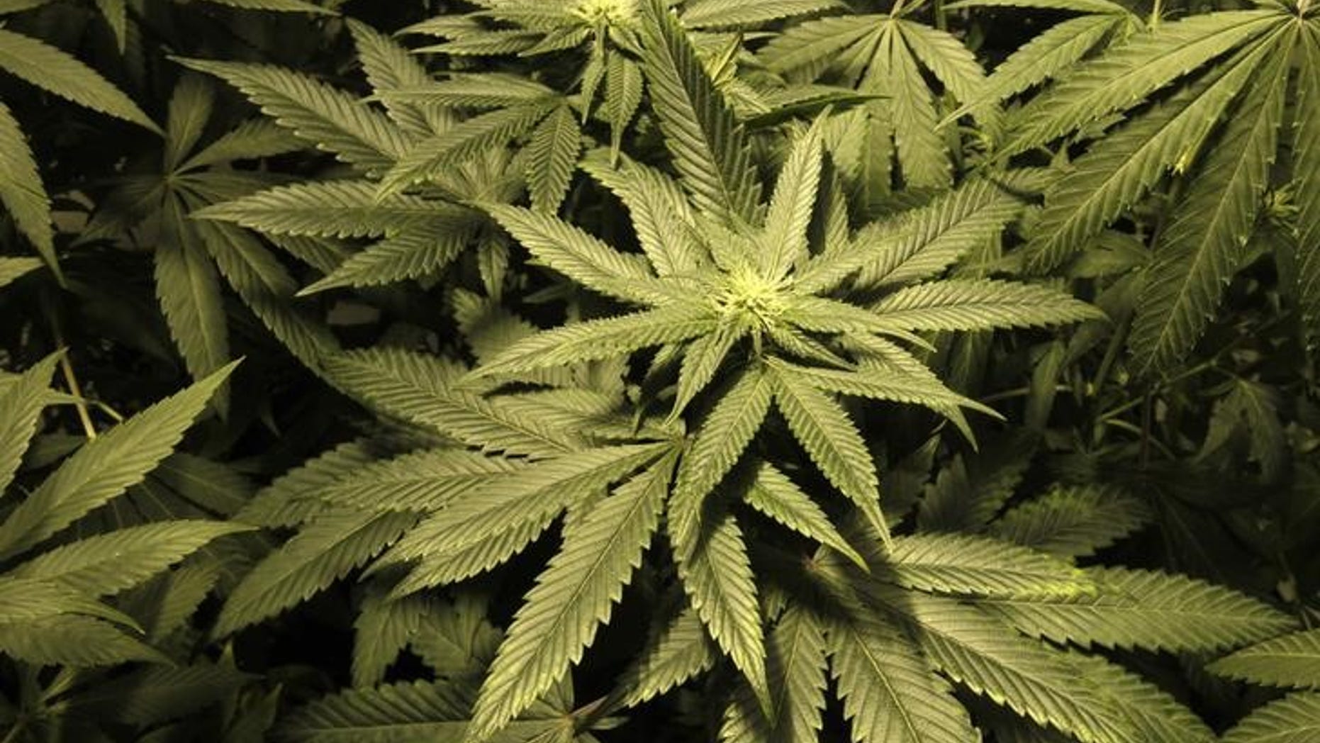 Marijuana plants are seen in an indoor cultivation in Montevideo
