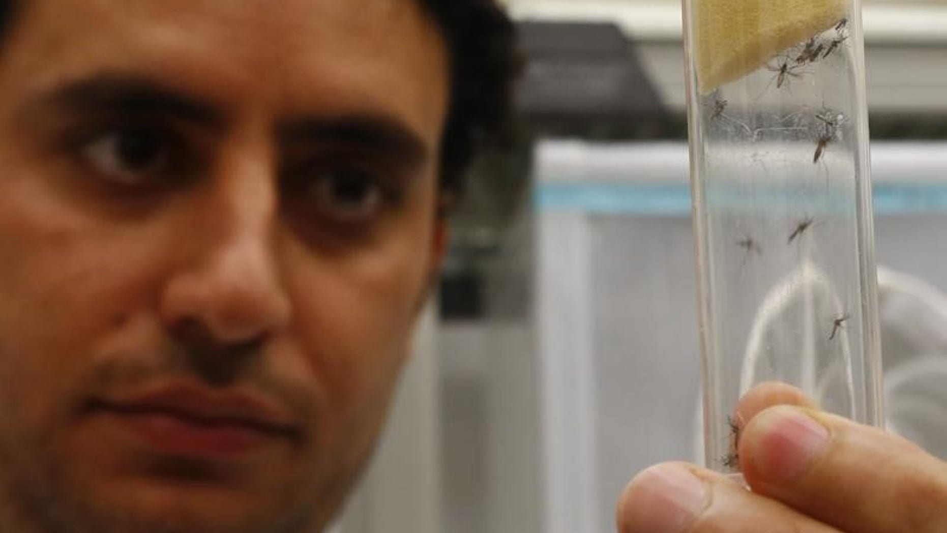 A scientist displays Aedes aegypti mosquitoes inside the IAEA laboratory in Seibersdorf