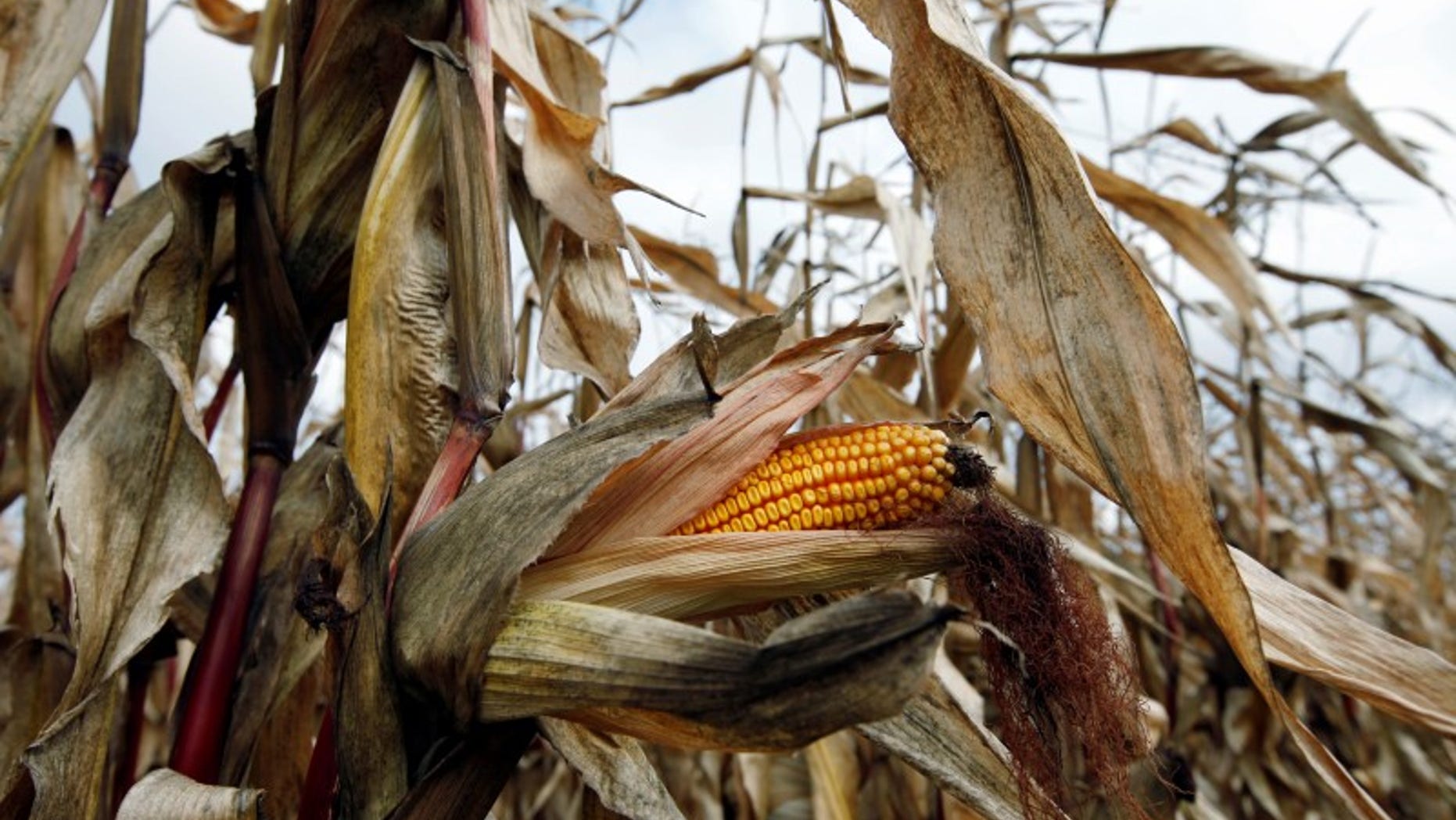 A field of corn is seen in Embrun, Ontario
