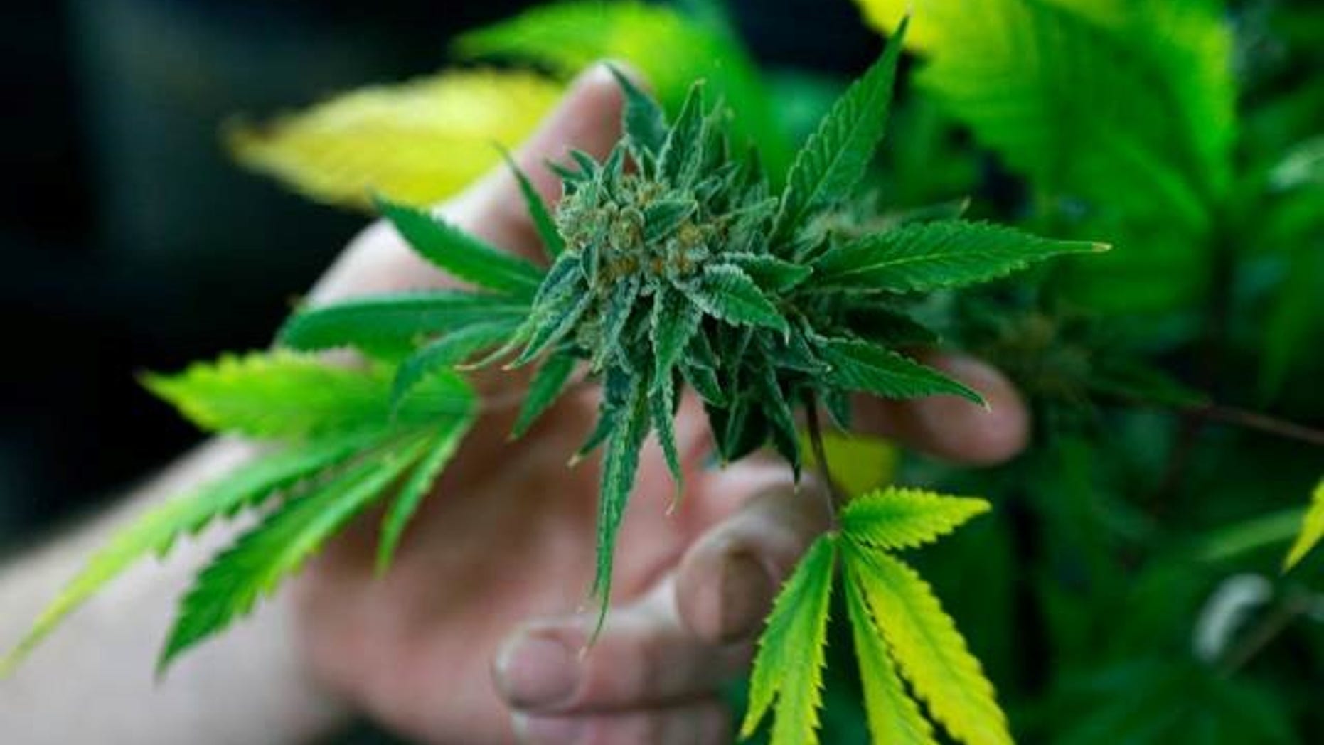 A fully budded marijuana plant ready for trimming is seen at the Botanacare marijuana store ahead of their grand opening on New Year's day in Northglenn, Colorado