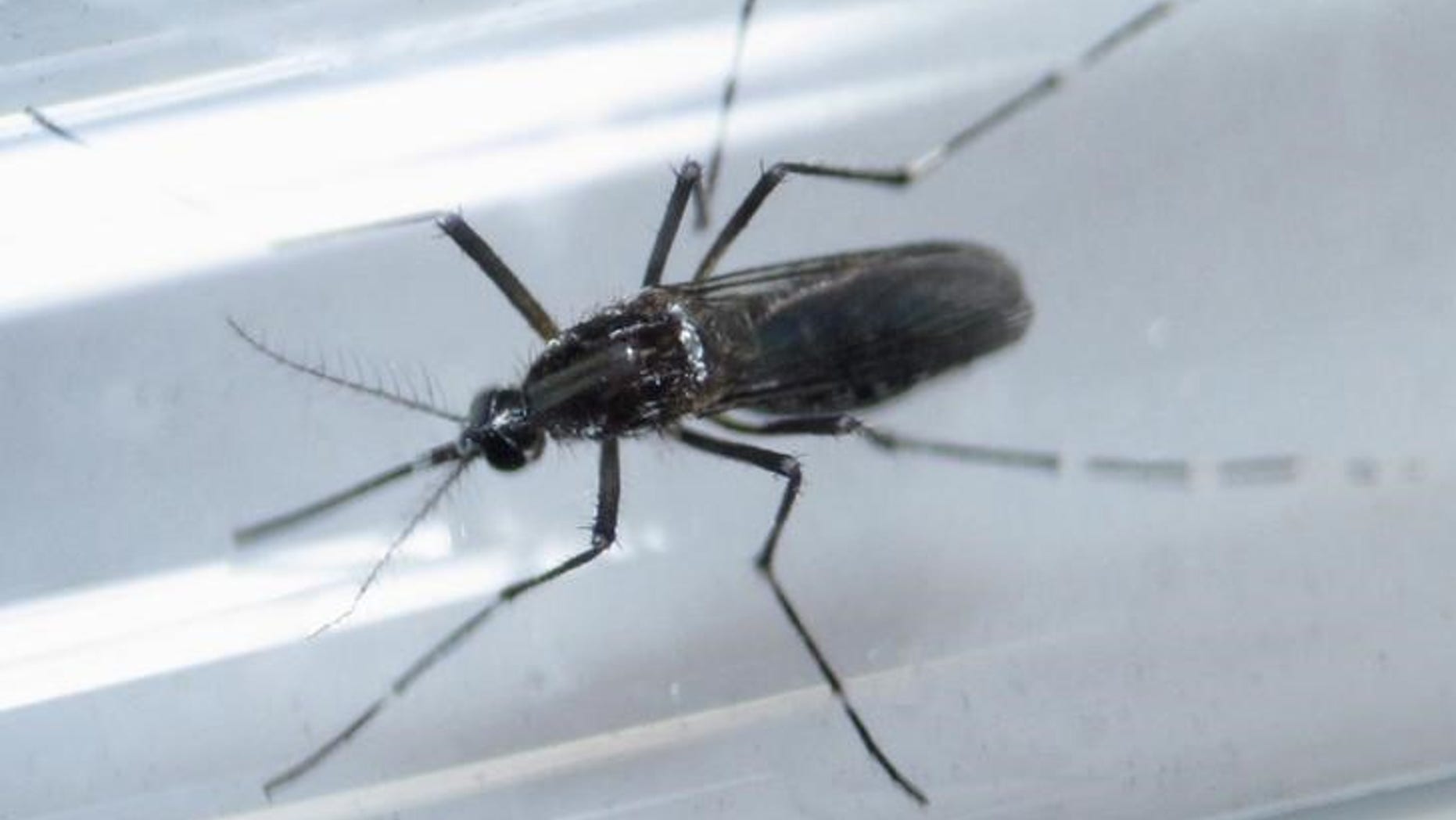 File photo shows an Aedes aegypti mosquito inside a test tube as part of a research on preventing the spread of the Zika virus and other mosquito-borne diseases at a control and prevention center in Guadalupe, neighbouring Monterrey