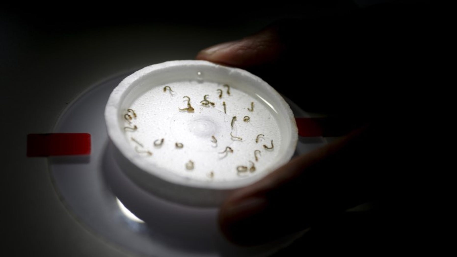 Biologist places a recipient with larvae of aedes aegypti mosquitoes as he conducts a research on preventing the spread of the Zika virus and other mosquito-borne diseases at a control and prevention center in Guadalupe
