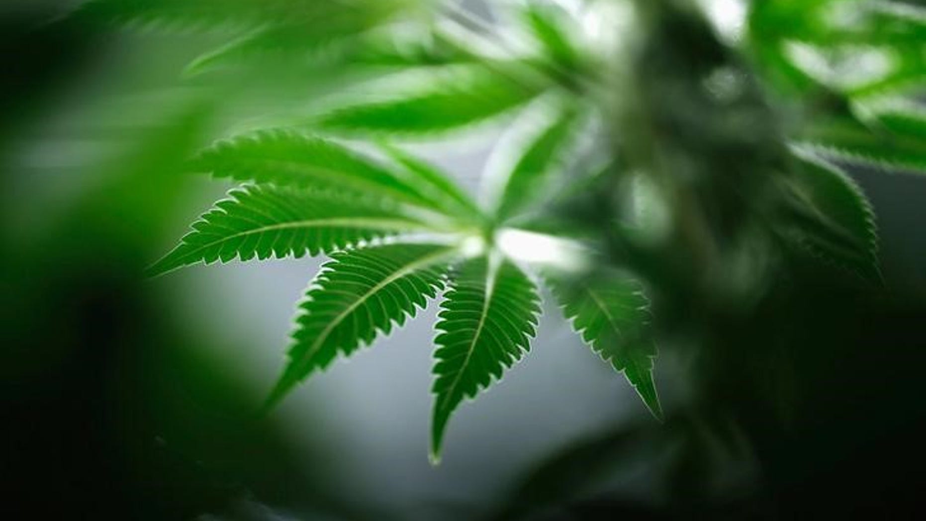 A marijuana plant is seen at Tweed Marijuana Inc in Smith's Falls