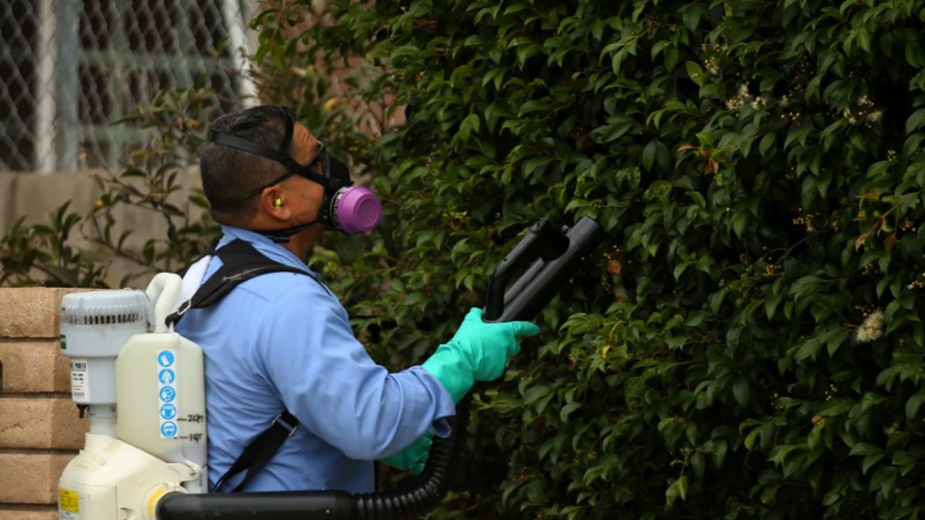 A county vector control member hand-sprays a neighborhood for adult Aedes mosquitoes after a travel-related case of Zika was confirmed in this area of San Diego