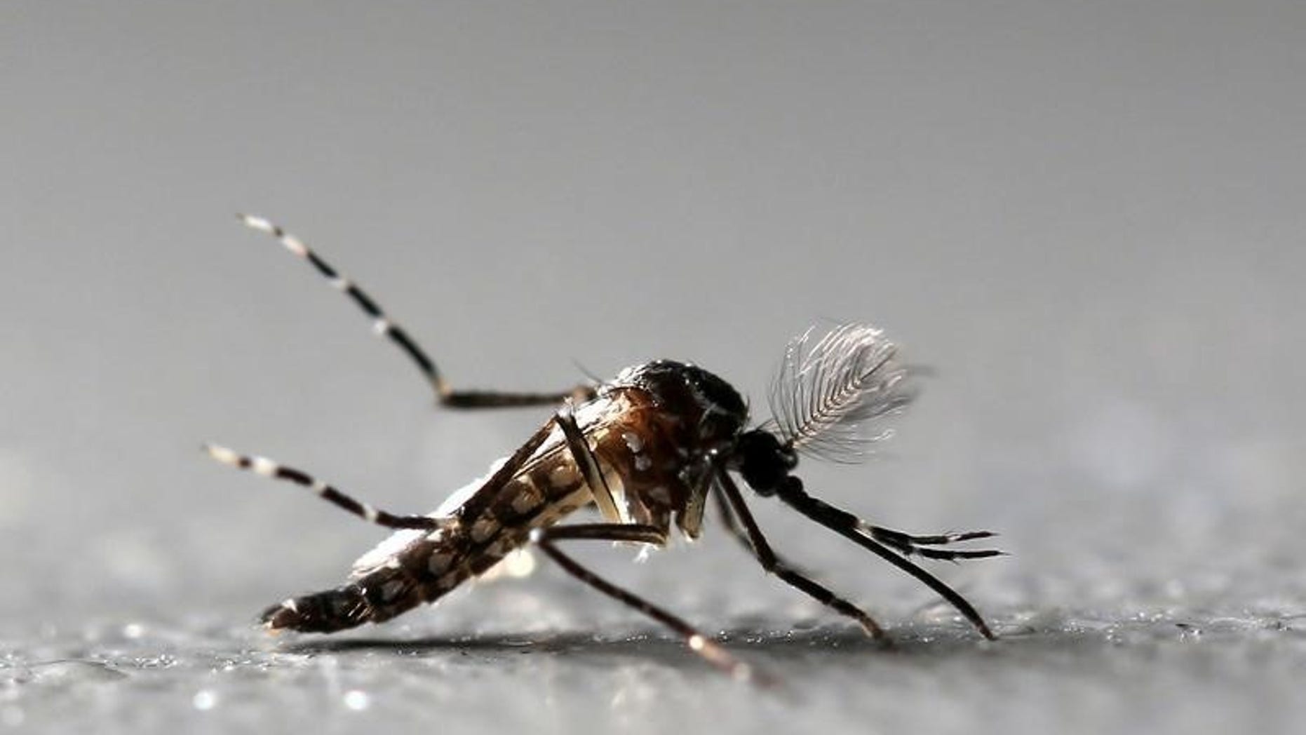 Genetically modified male Aedes aegypti mosquitoes are pictured at Oxitec factory in Piracicaba