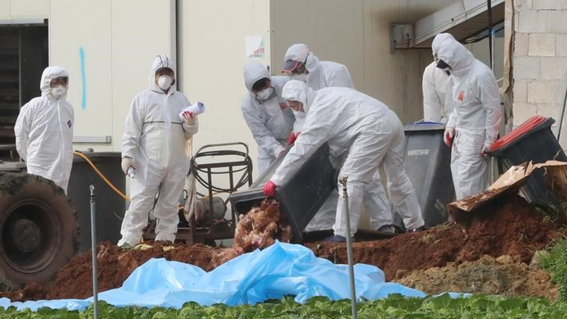South Korean health officials bury chickens at a poultry farm where the highly pathogenic H5N6 bird flu virus broke out in Haenam