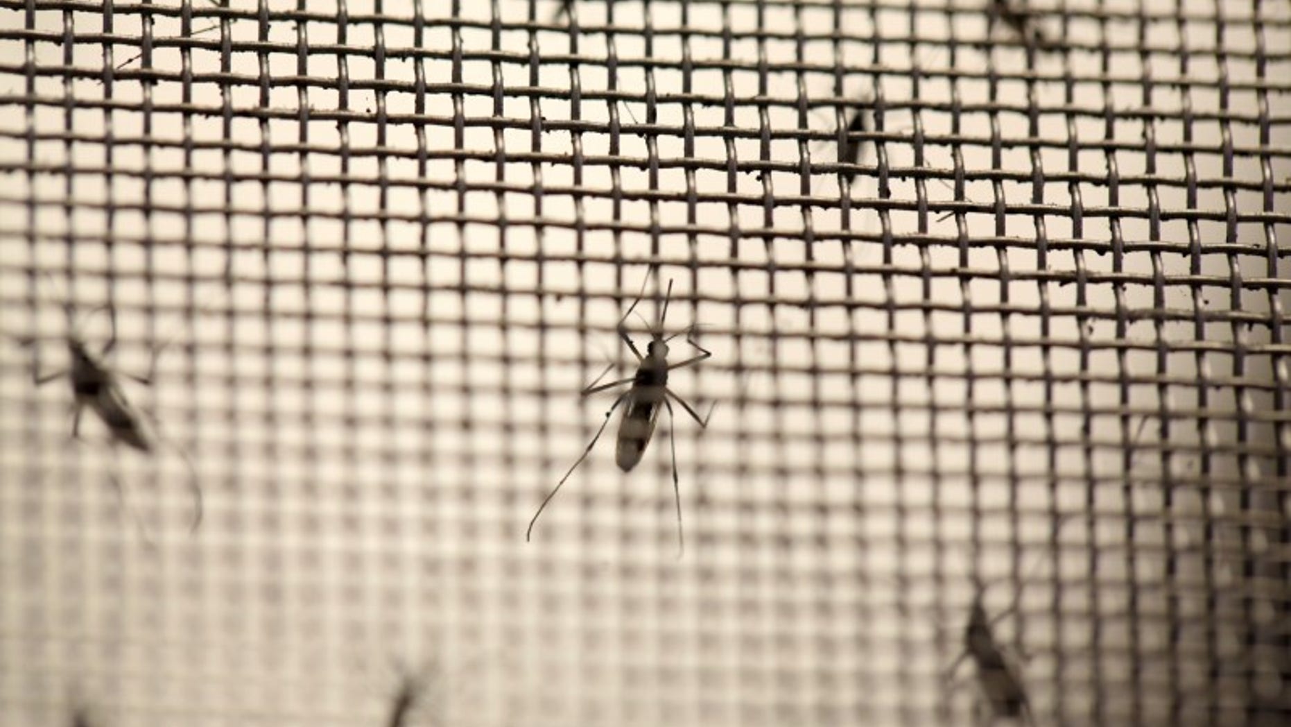 Aedes aegypti mosquitoes are seen at the Laboratory of Entomology and Ecology of the Dengue Branch of the U.S. Centers for Disease Control and Prevention in San Juan