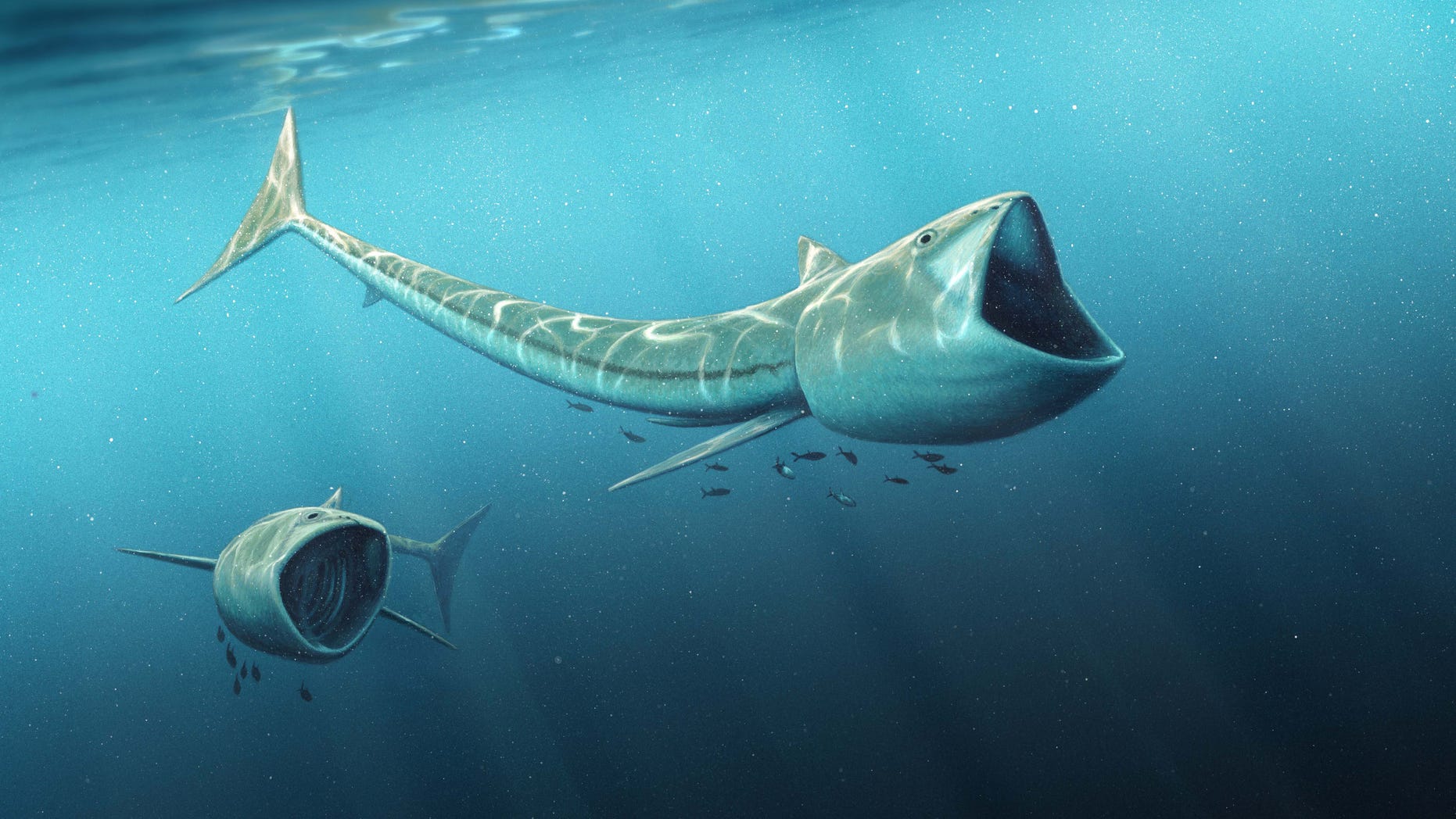 An international team of scientists have discovered two new plankton-eating fossil fish species, of the genus called Rhinconichthys, which lived 92 million years ago in the oceans of the Cretaceous Period. (Image by Robert Nicholls)