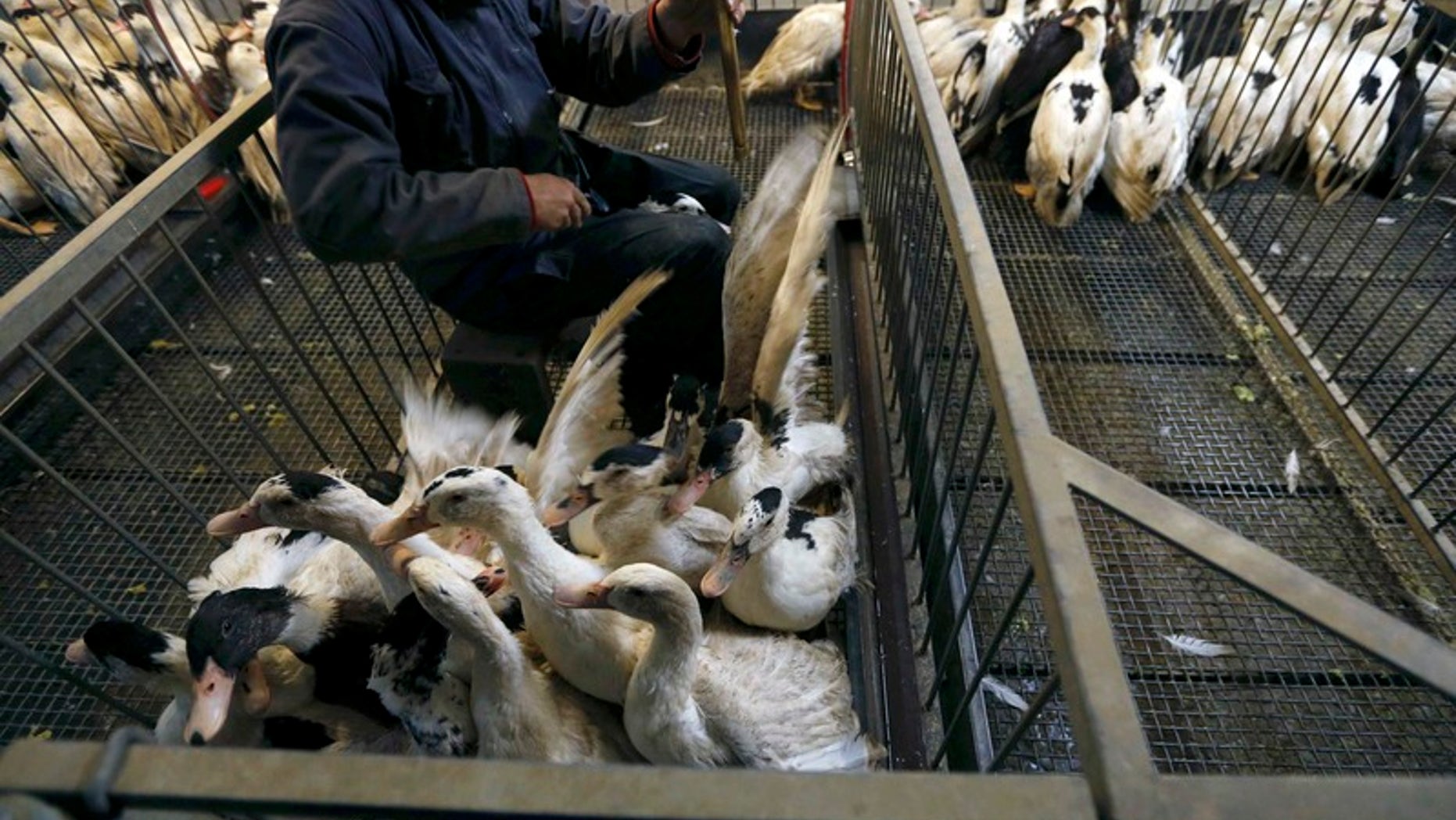 A Mulard duck is force fed by an employee at a poultry farm in Montsoue