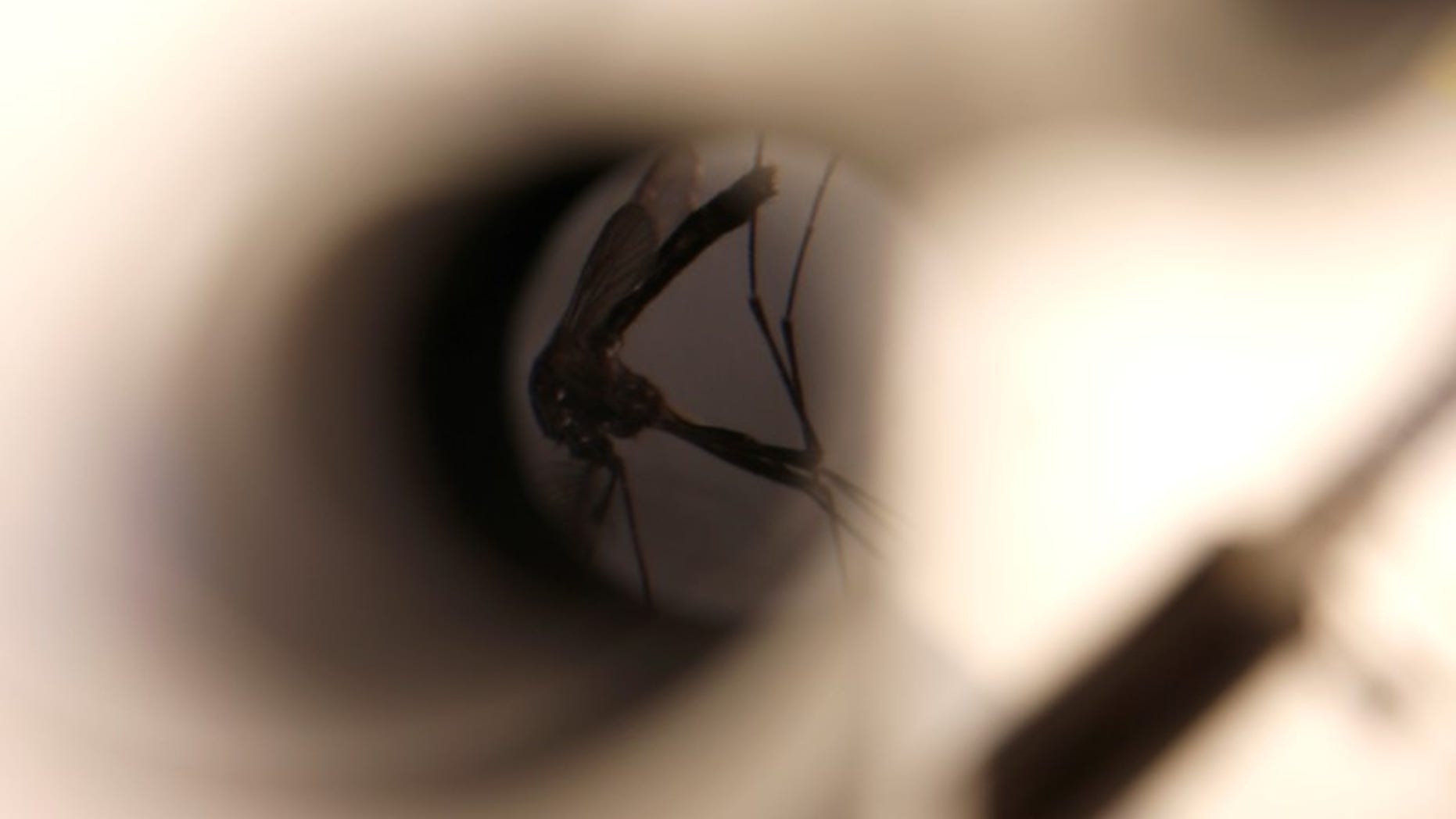 A mosquito is seen under a microscope at the Greater Los Angeles County Vector Control District in Santa Fe Springs