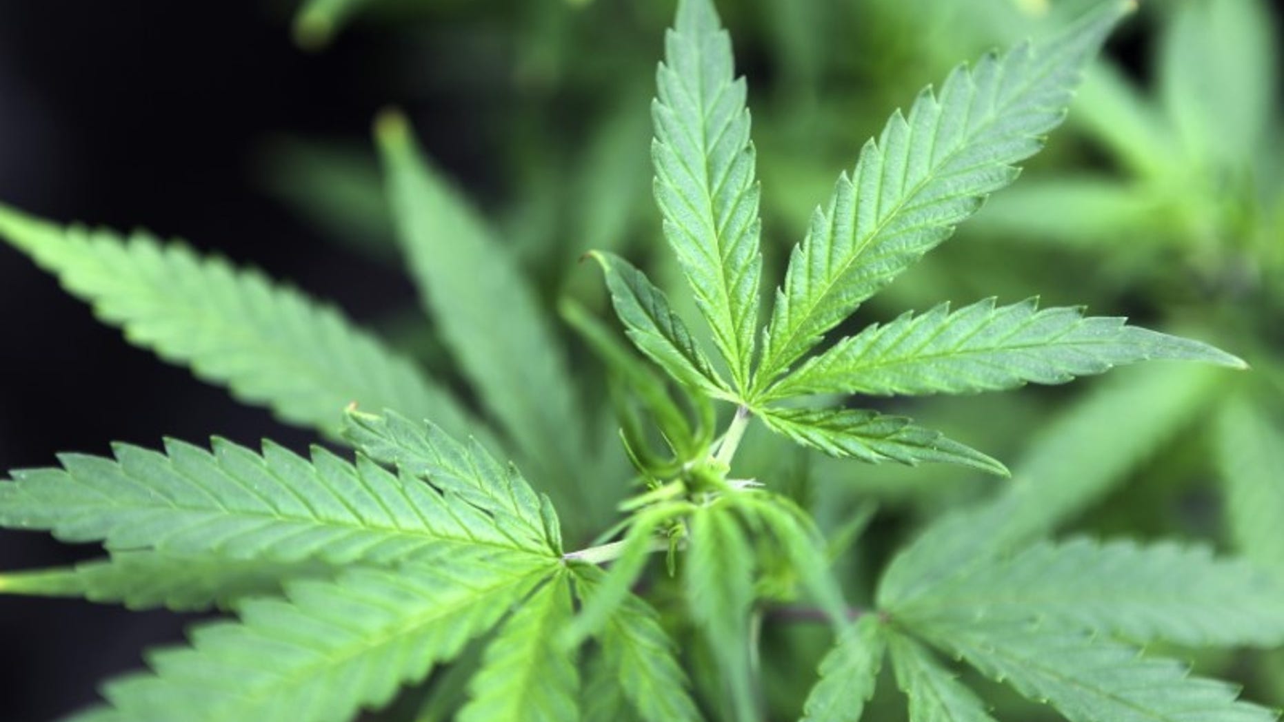 Marijuana plants are displayed for sale at Canna Pi medical marijuana dispensary in Seattle