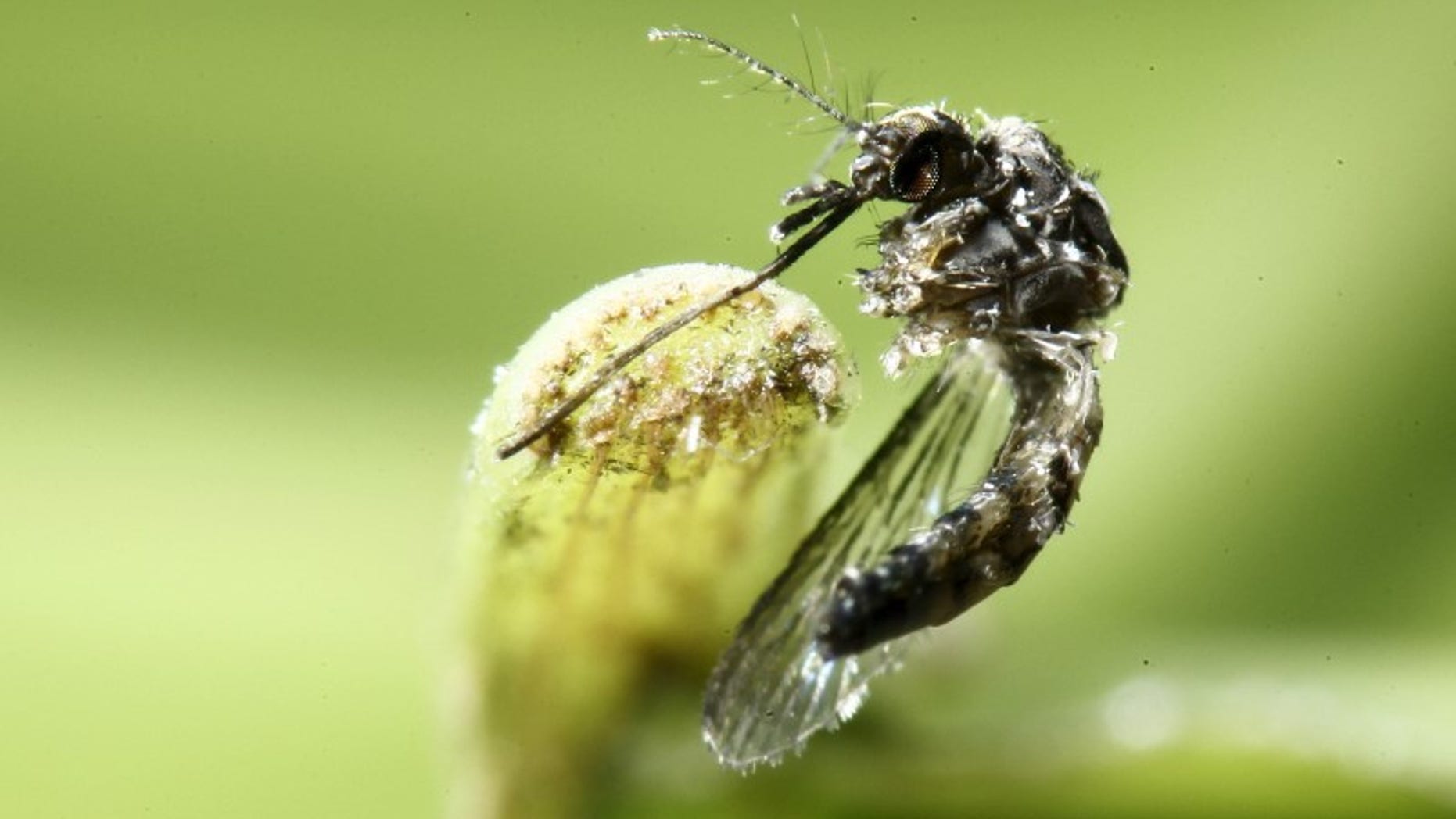 The Zika outbreak that swept through the Americas in 2015 and 2016 showed the virus could, in rare cases, cause Guillain-Barre, an autoimmune disorder in which the body attacks itself in the aftermath of an infection.