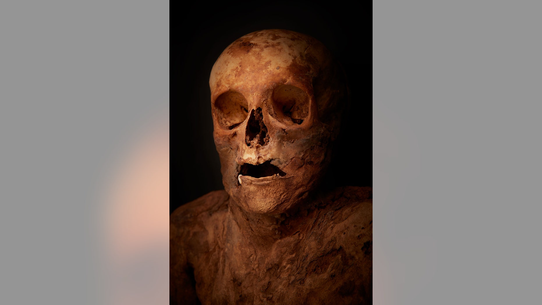 (Credit: Natuhistorisches Museum archive)