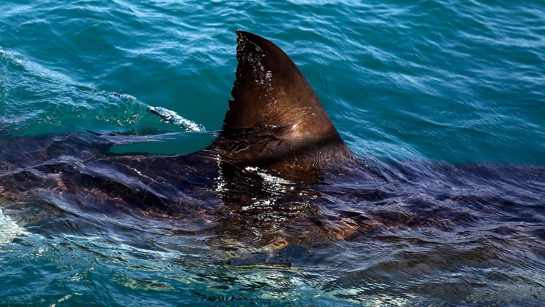 FILE - In this Thursday, Aug. 11, 2016, file photo, the fin of a great white shark is seen swimming a past research boat in the waters off Gansbaai, South Africa. Olympic champion Michael Phelps lost to a simulated shark in the Discovery Channelâs Shark Week special âPhelps vs. Shark: Great Gold vs. Great White,â which aired July 23, 2017. (AP Photo/Schalk van Zuydam, File)