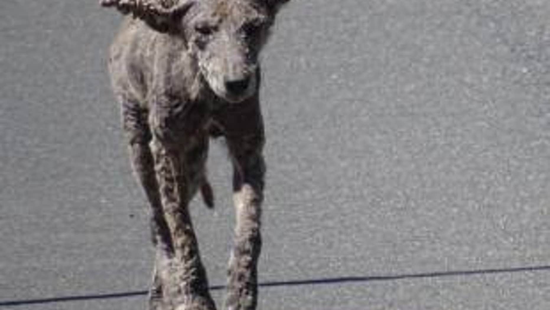 Police warned residents to stay away from the "zombie dogs" because they are infected coyotes.