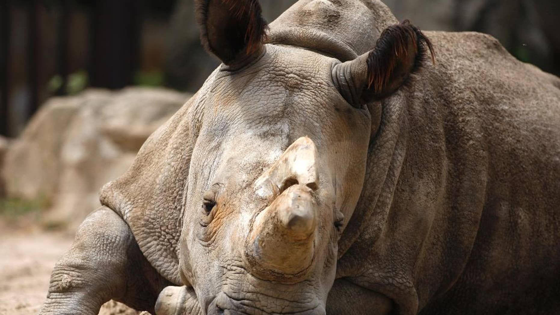 FILE - In this July 8, 2011 file photo Nabire, a white rhino sits in its enclosure at the zoo in Dvur Kralove, Czech Republic. The rhino female Nabire, belived to be one of the last five white rhinoceroses in the world, died in the Czech Zoological Garden in Dvur Kralove after a cyst in her body burst on Monday, Czech news agency CTK reported Tuesday July 28, 2015 after the zoo mentioned the death of the animal on their webpage. (AP Photo/Petr David Josek, File)