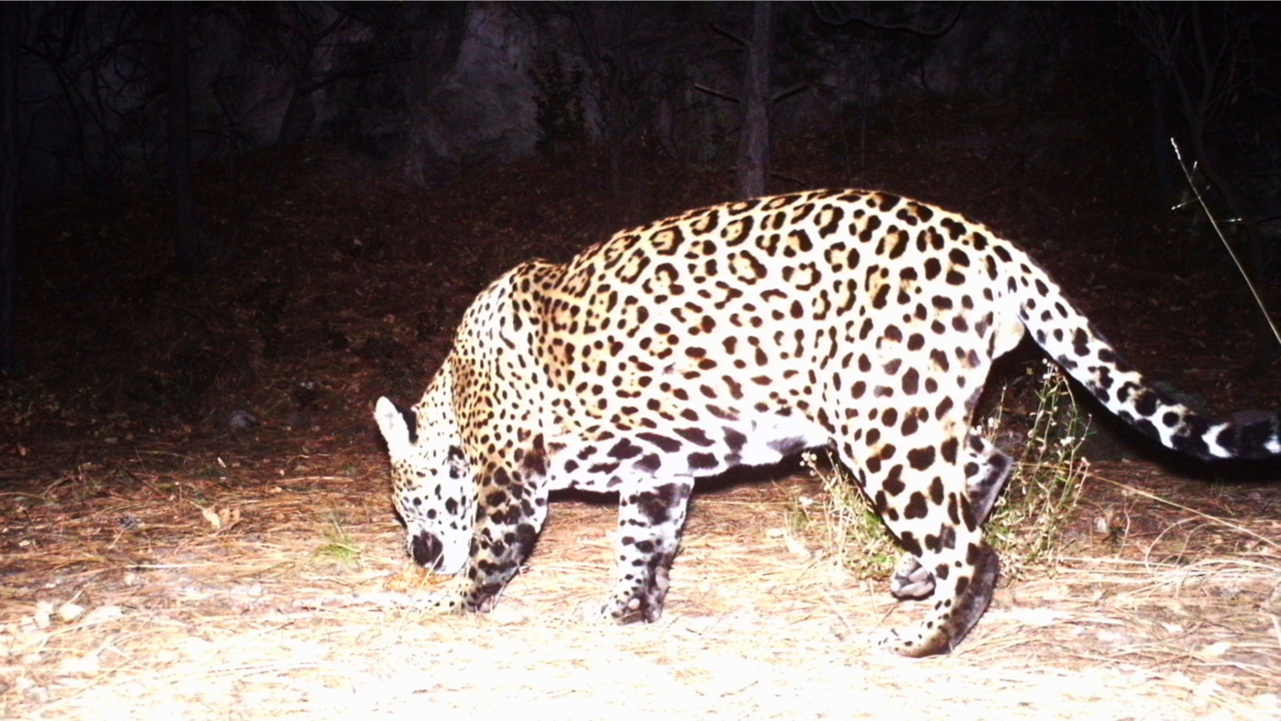 This Dec. 1, 2016 video image provided by Fort Huachuca shows a photo of a wild jaguar in southern Arizona.