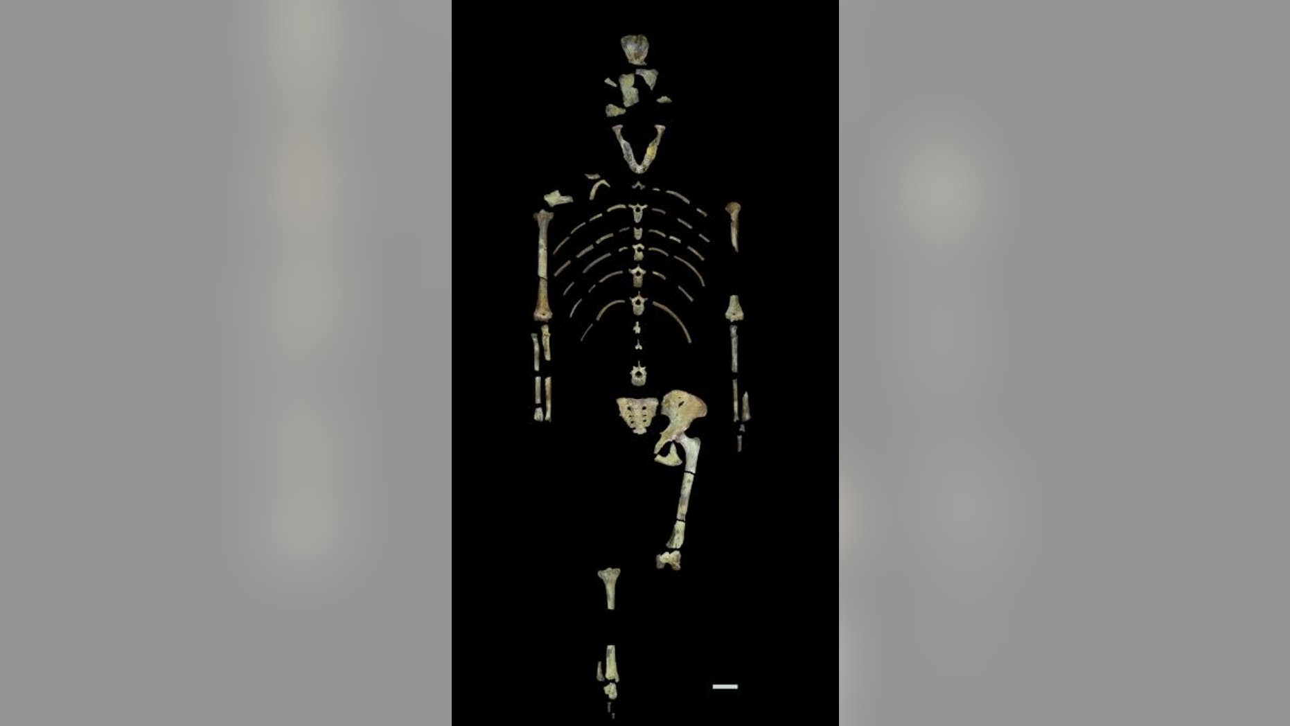 The fossils that make up the Lucy skeleton. (John Kappelman/University of Texas at Austin)