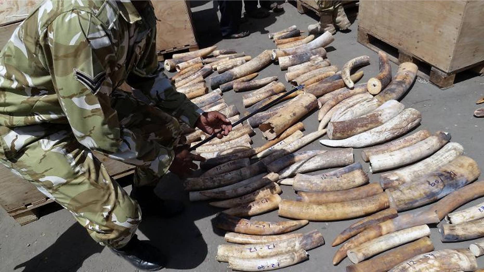 Kenya officials supervise the counting of Ivory tusks at the Mombasa Port on August 21, 2013.