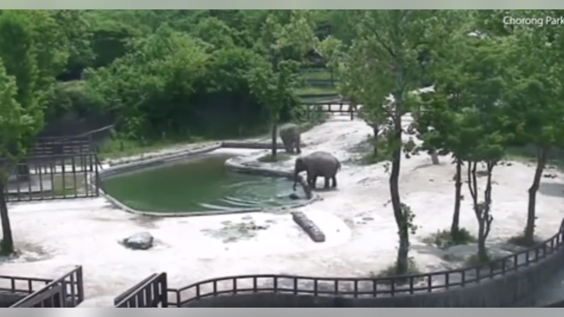 The adult elephants worked together to rescue the drowning baby.