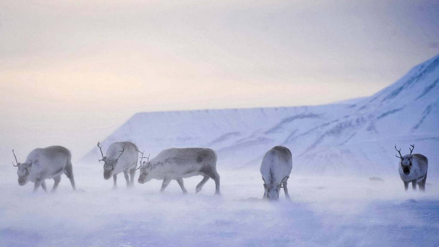 FILE _ This is a April 20, 2011 file photo of wild reindeer foraging for food on the island of Spitsbergen which is part of the Svalbard archipelago in Norway. Reindeer living on the Arctic island of Svalbard are getting smaller _ and global warming may be the cause. Scientists from Britain and Norway have found that adult Svalbard reindeer born in 2010 are now 12 percent lighter on average than those born in 1994.(Ben Birchall/PA, File via AP)
