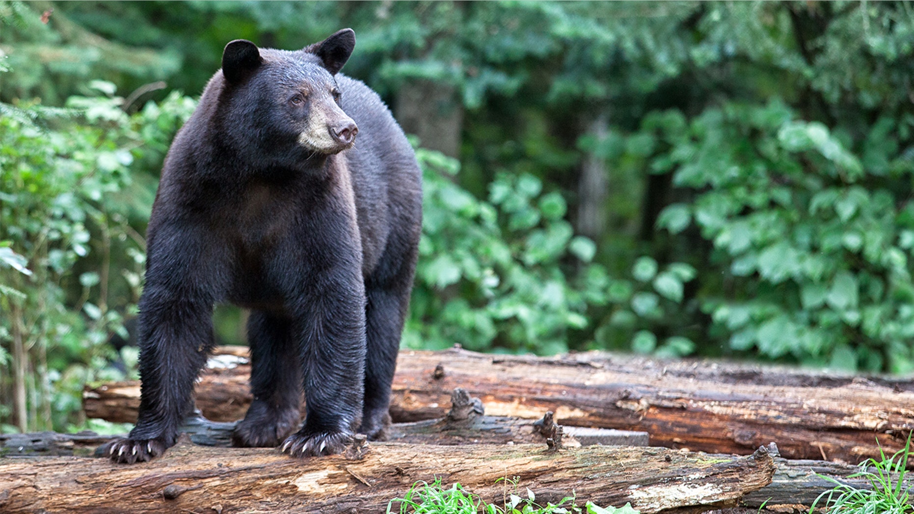 A hunter attacked by a black bear manages to capture it on video
