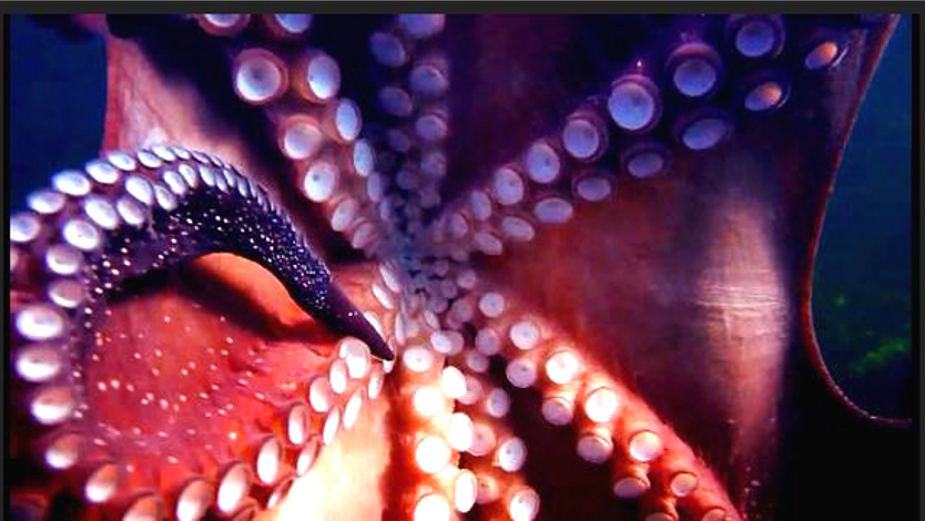 A greedy, grabby octopus stole a diver's $540 digital camera and swam off with it, creating underwater art.