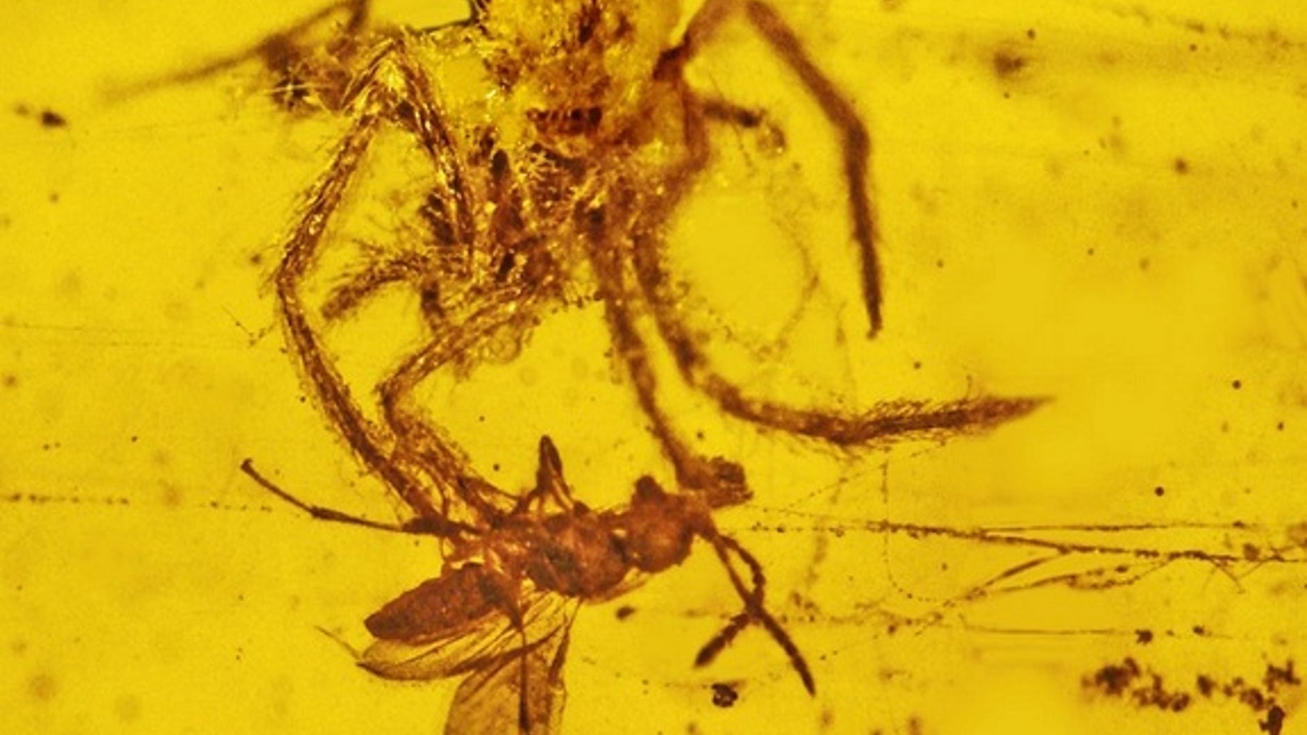 The bizarre armored spider from Cretaceous Burmese amber. The adult male pictured above measures 0.06 inches (1.58 millimeters) long.